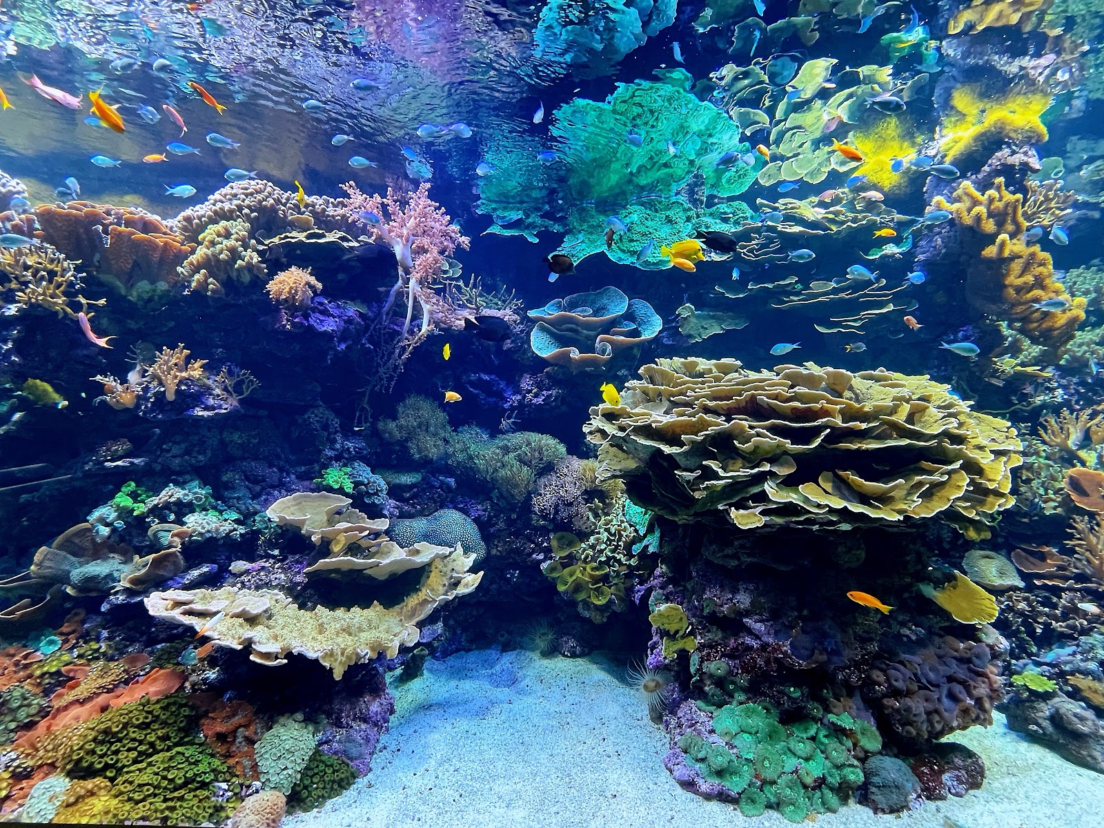 L'Oceanogrŕfic — Oficiais