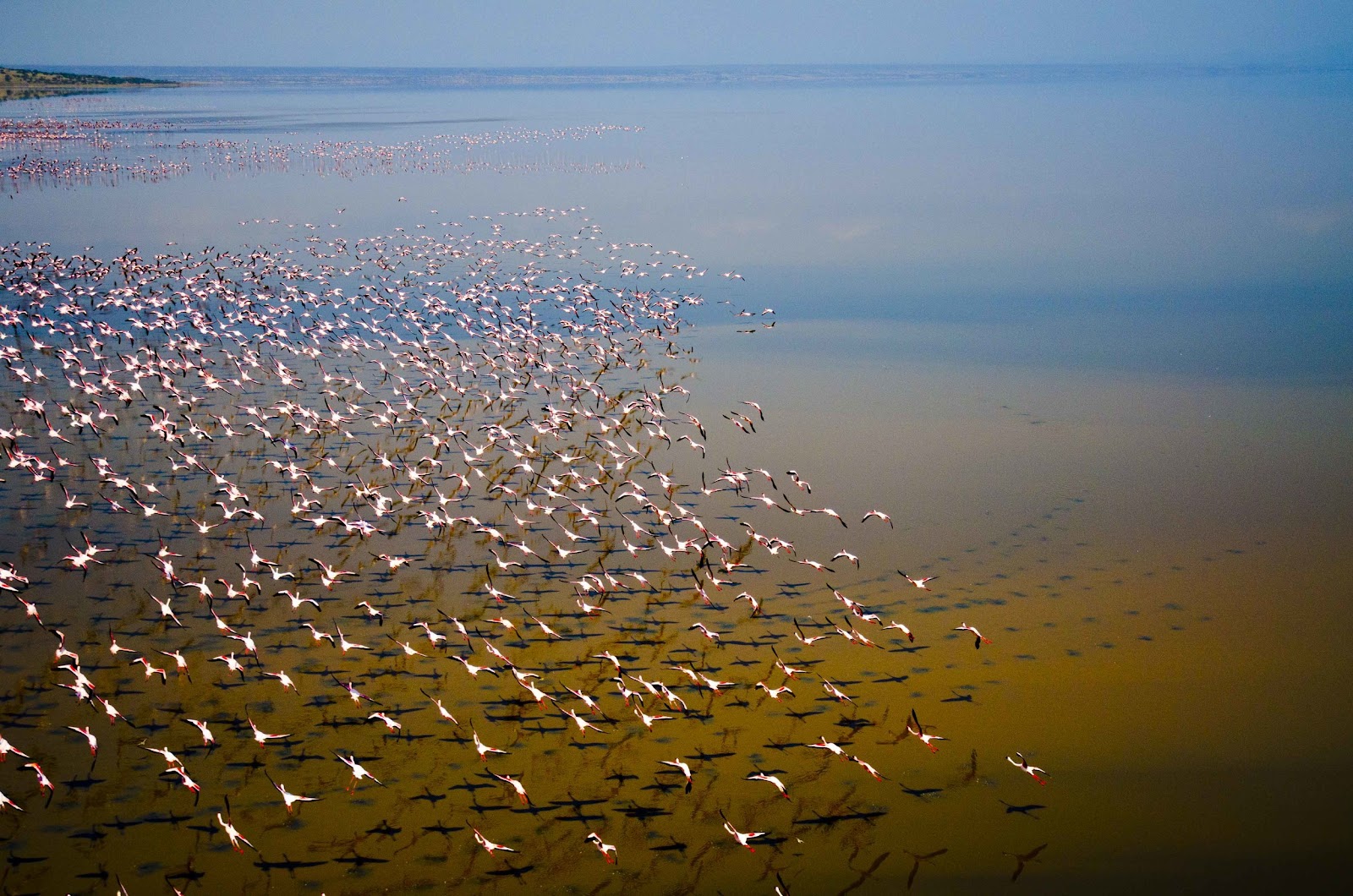 Lago Natron — Oficiais