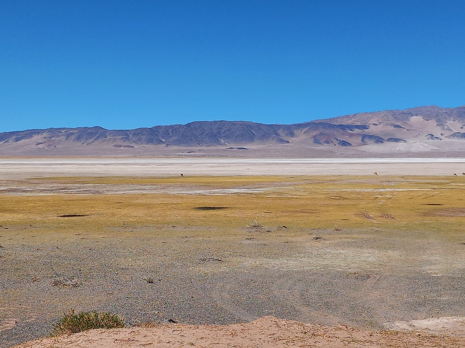 Laguna Blanca (área de observação de fauna)
