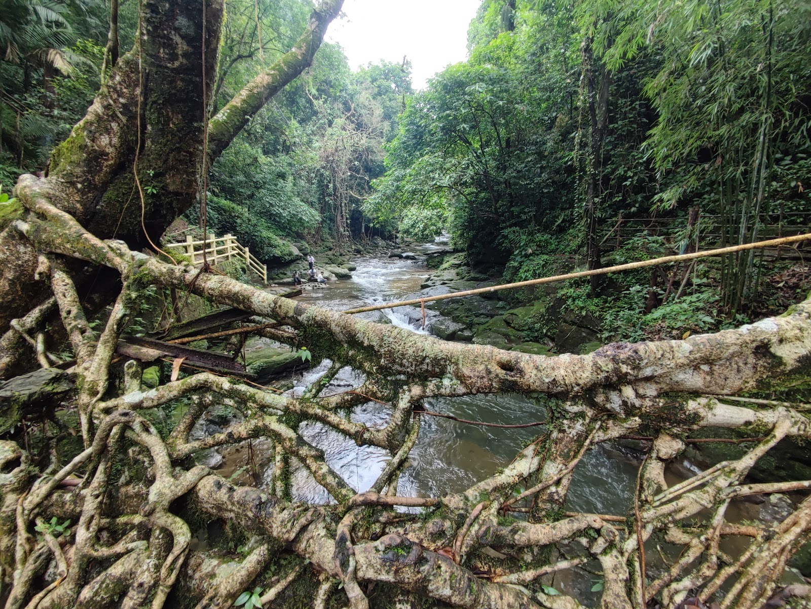Living Root Bridge, Riwai Village — Oficiais
