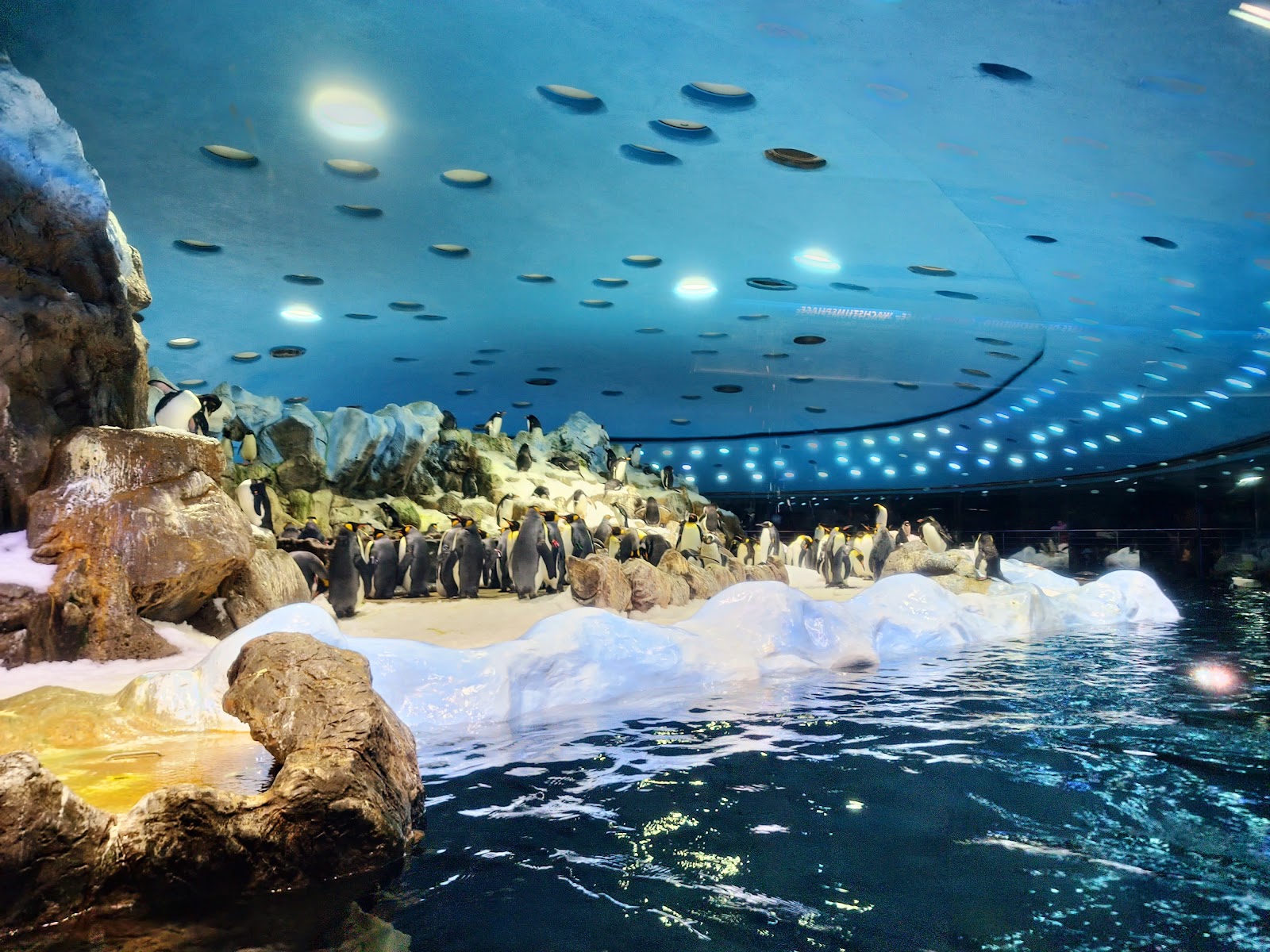 Loro Parque — Oficiais