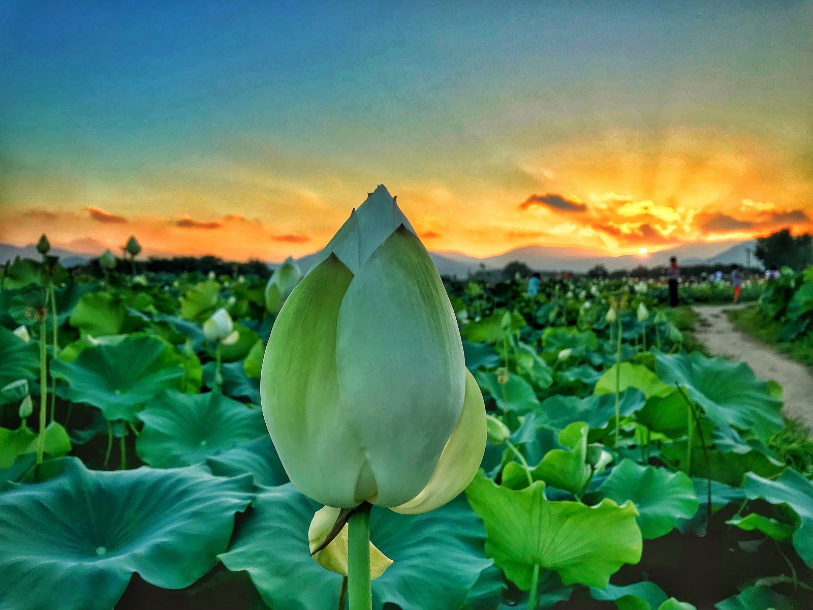 Lotus Garden