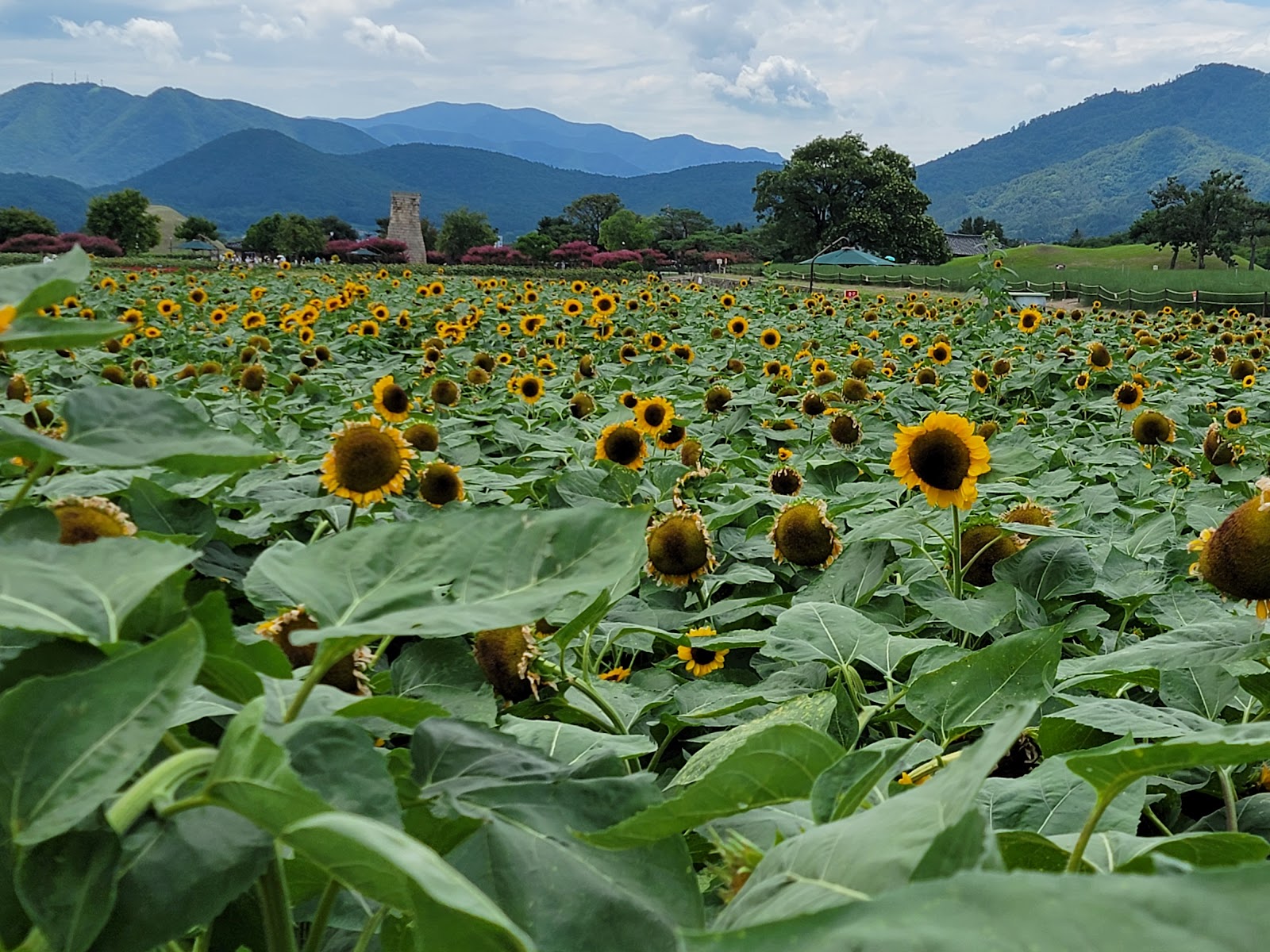 Lotus Garden — Oficiais