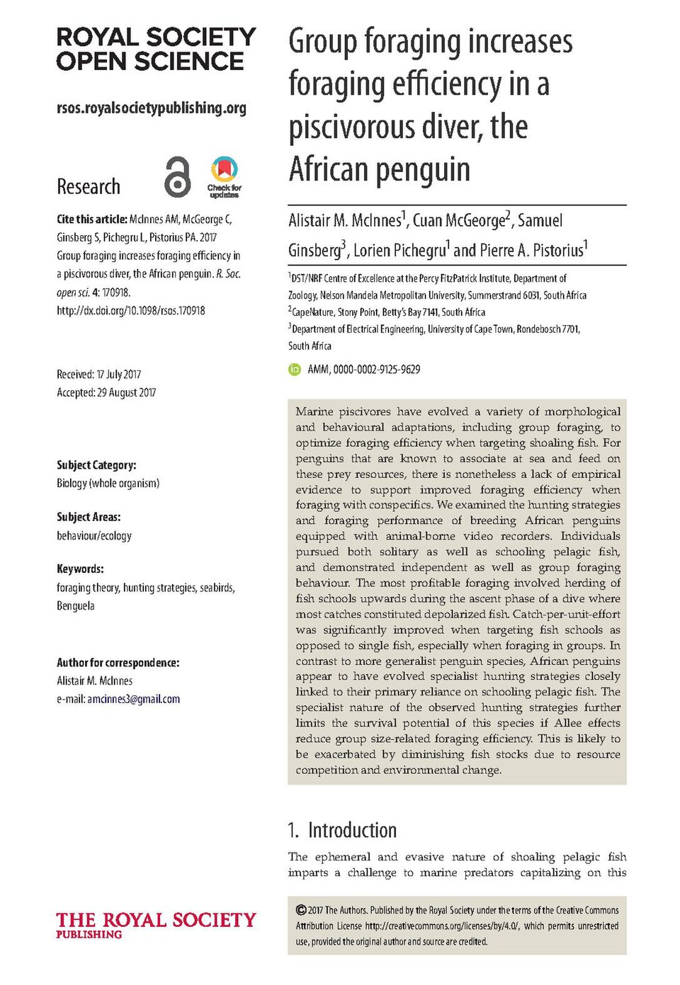 Magellanic Penguin Feeding
