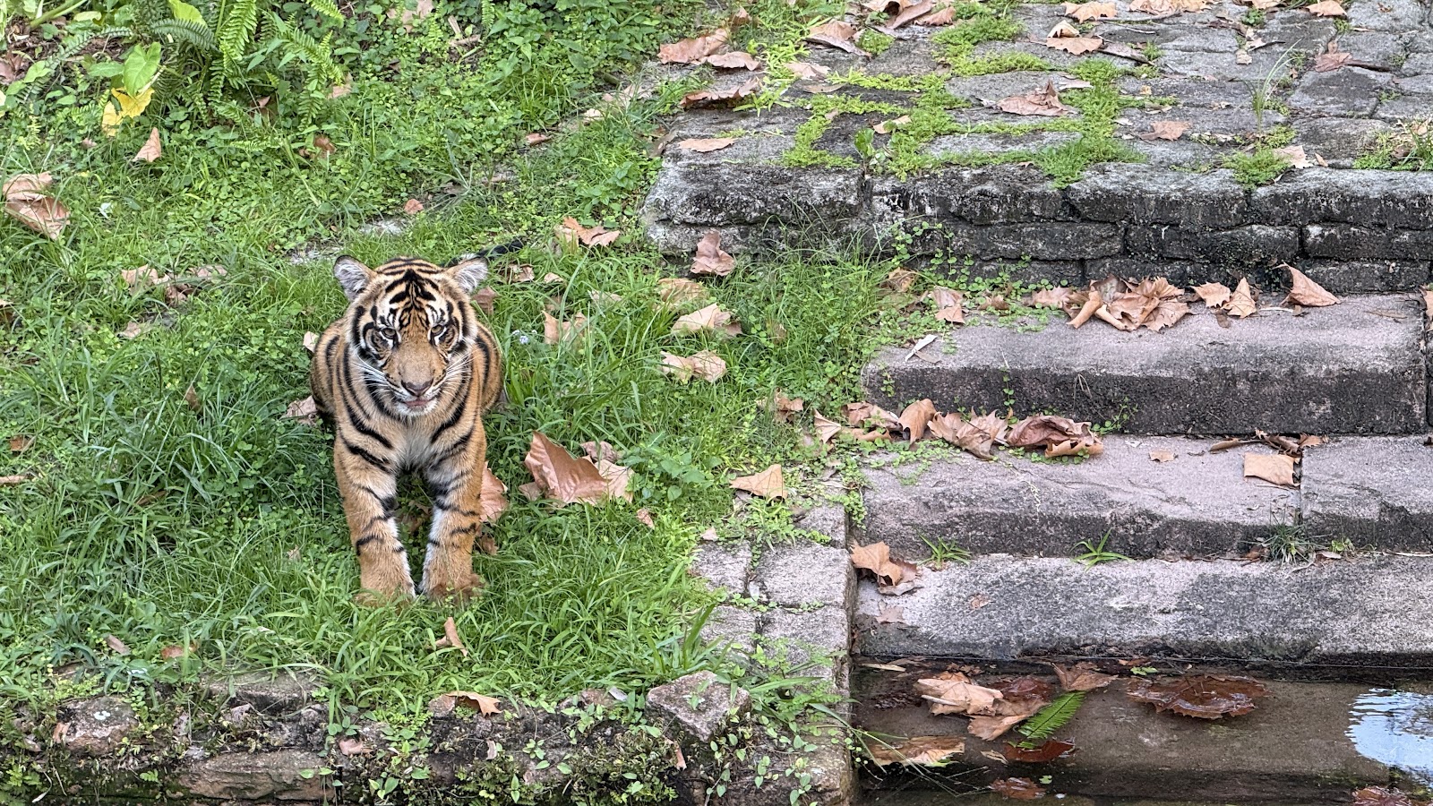 Maharajah Jungle Trek — Oficiais