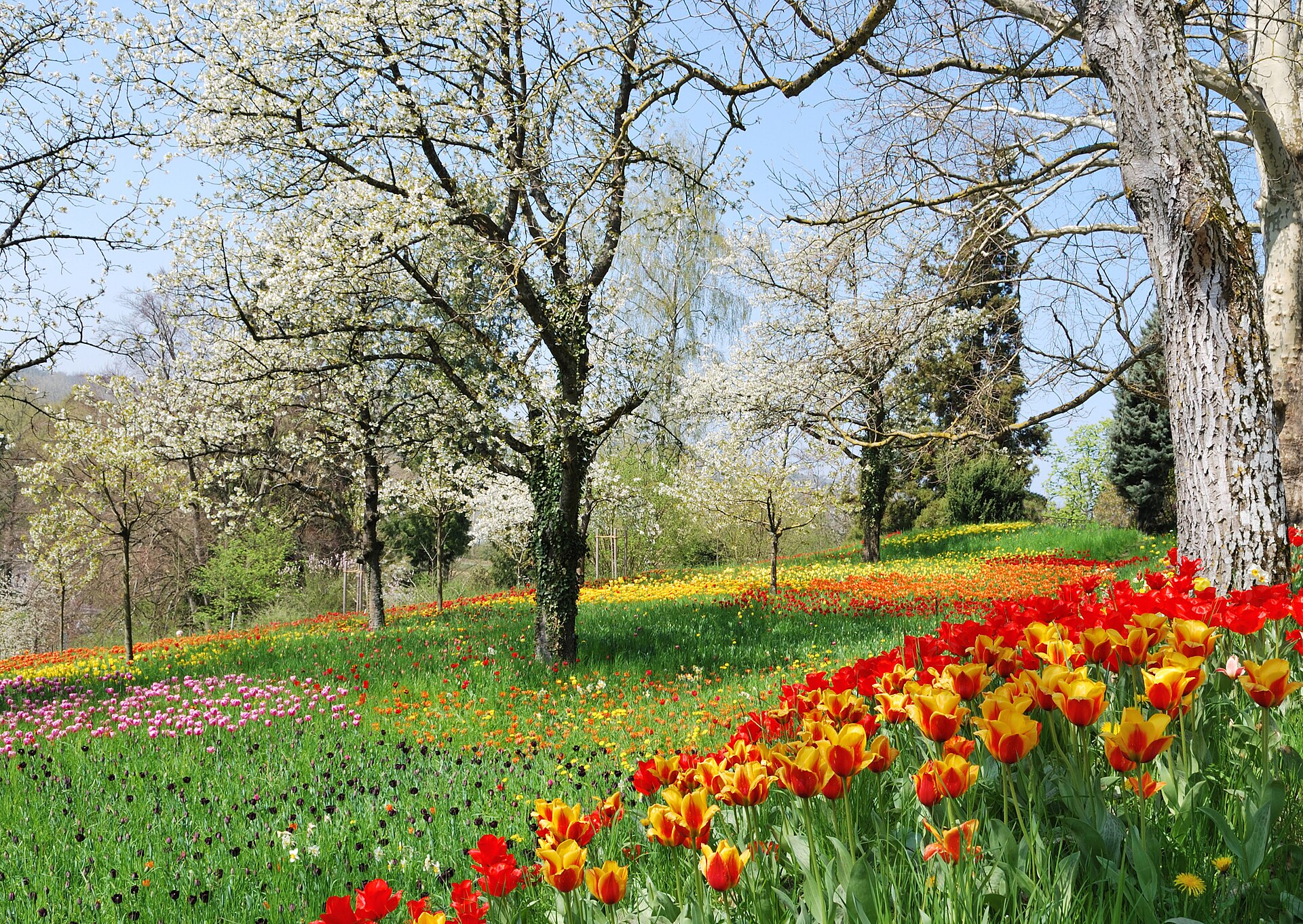 Mainau