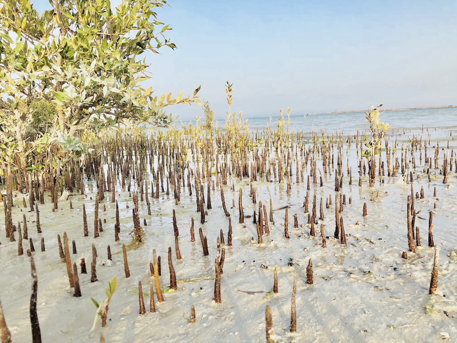 Mangrove and Al Thakira area — Oficiais