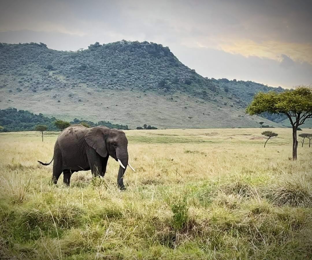 Masai Mara — Oficiais