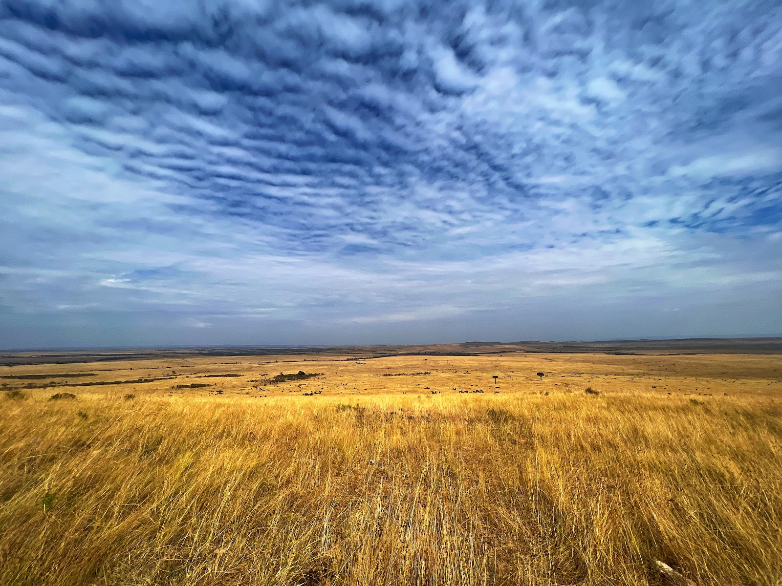 Masai Mara — Oficiais
