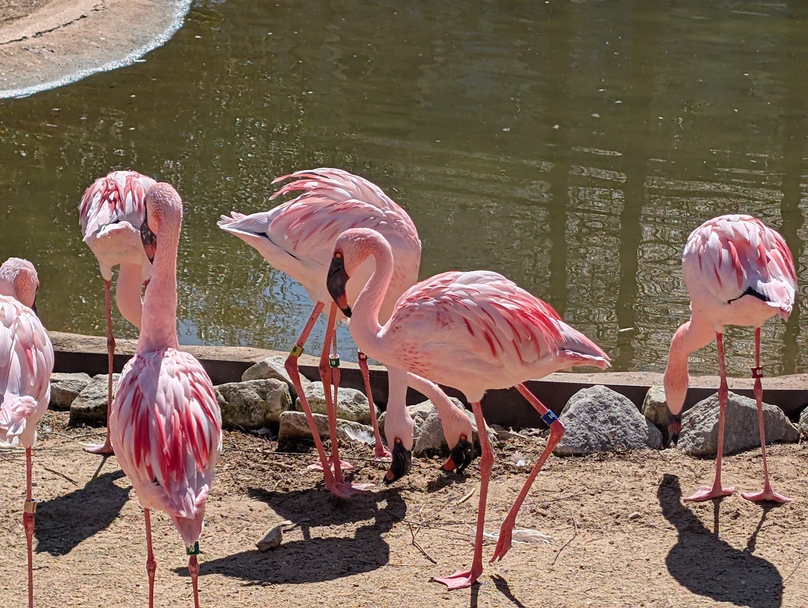 Memphis Zoo — Oficiais