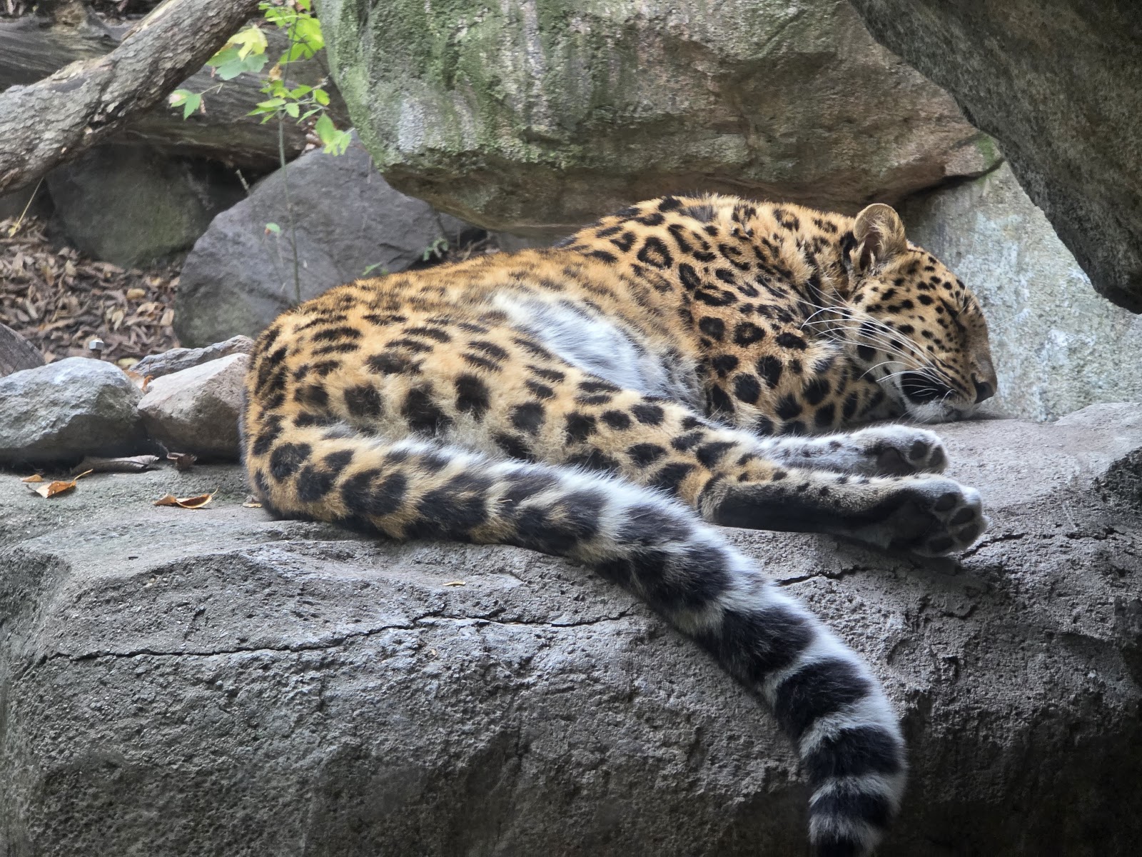 Minnesota Zoo — Oficiais