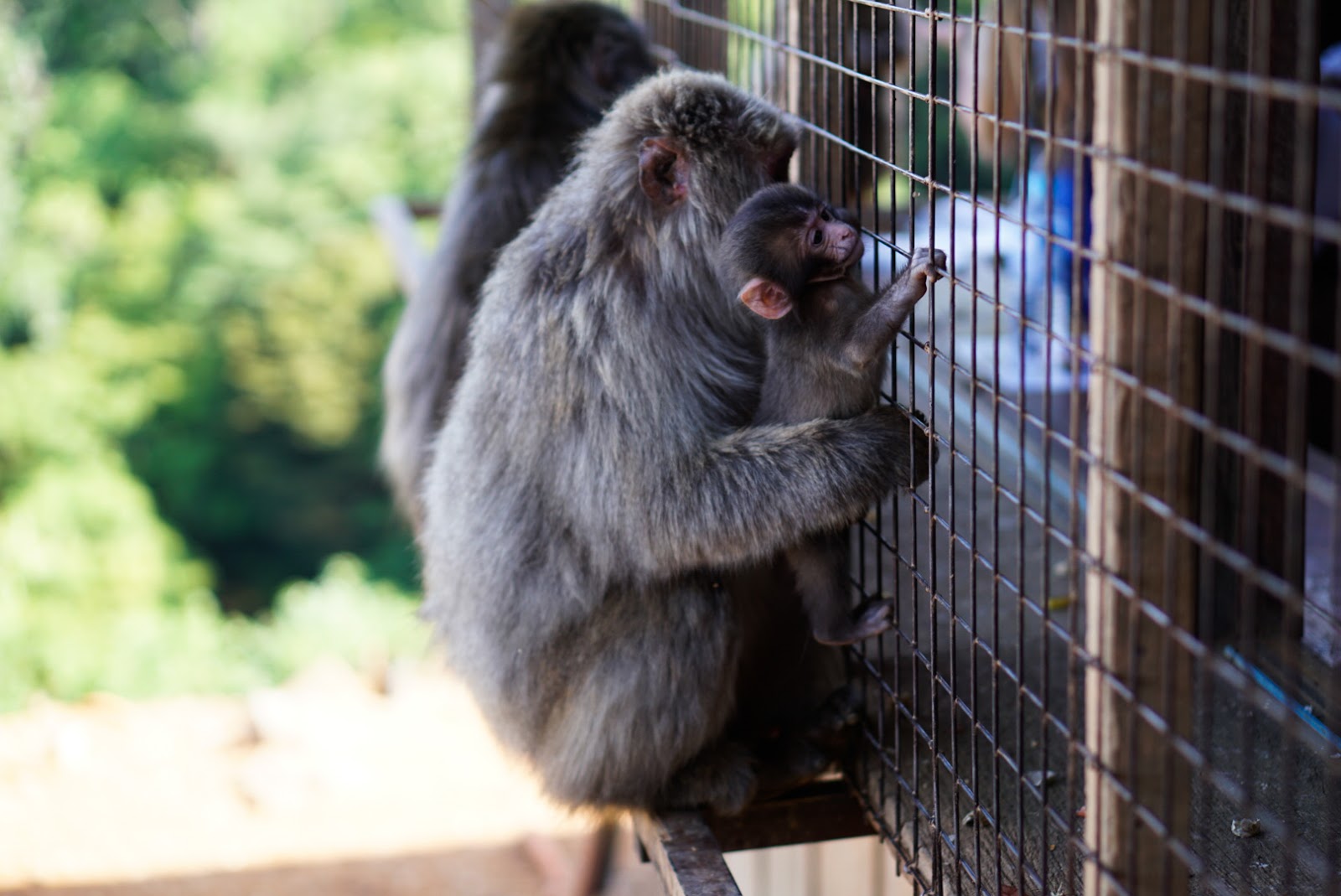 Monkey Observation Deck — Oficiais