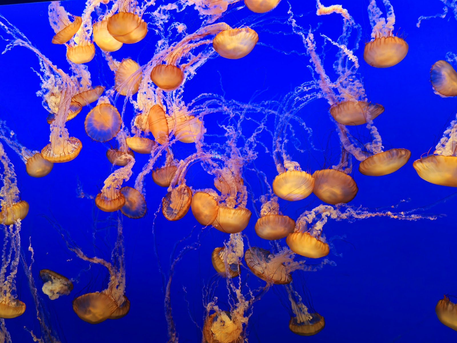 Monterey Bay Aquarium — Oficiais