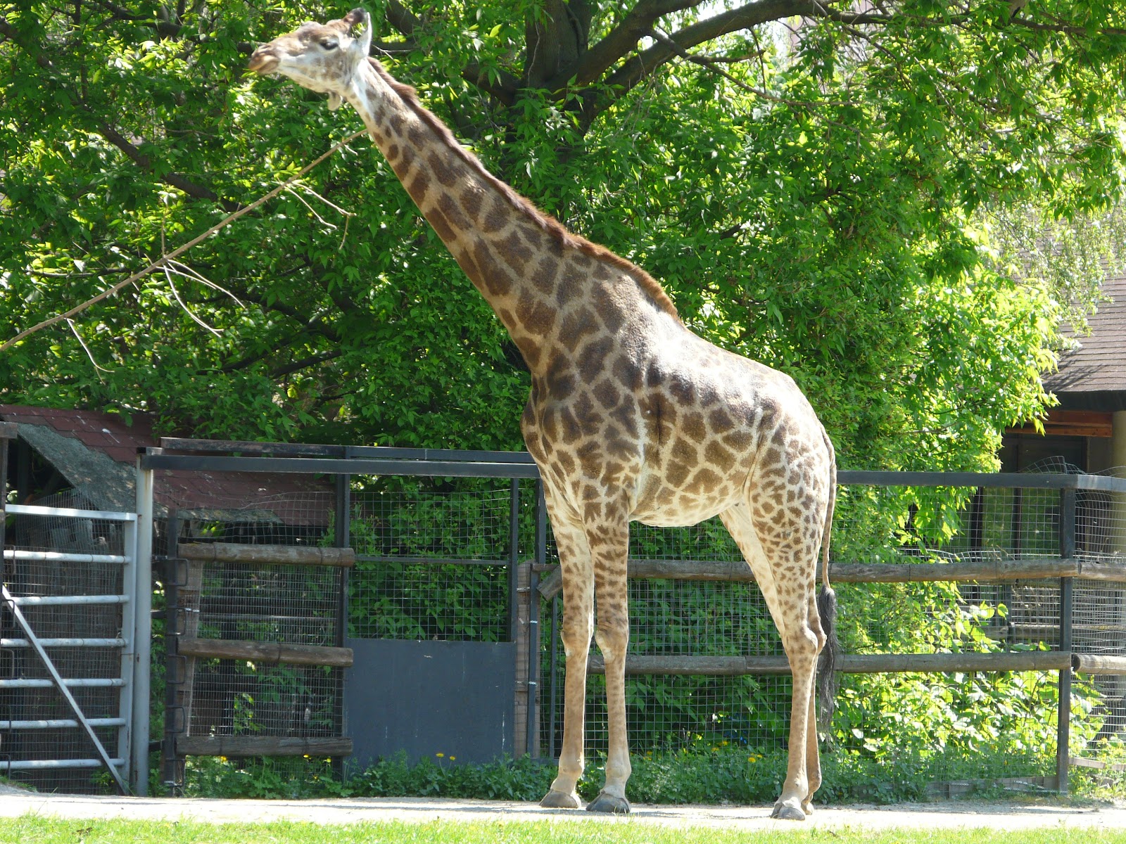Moscow Zoo — Oficiais