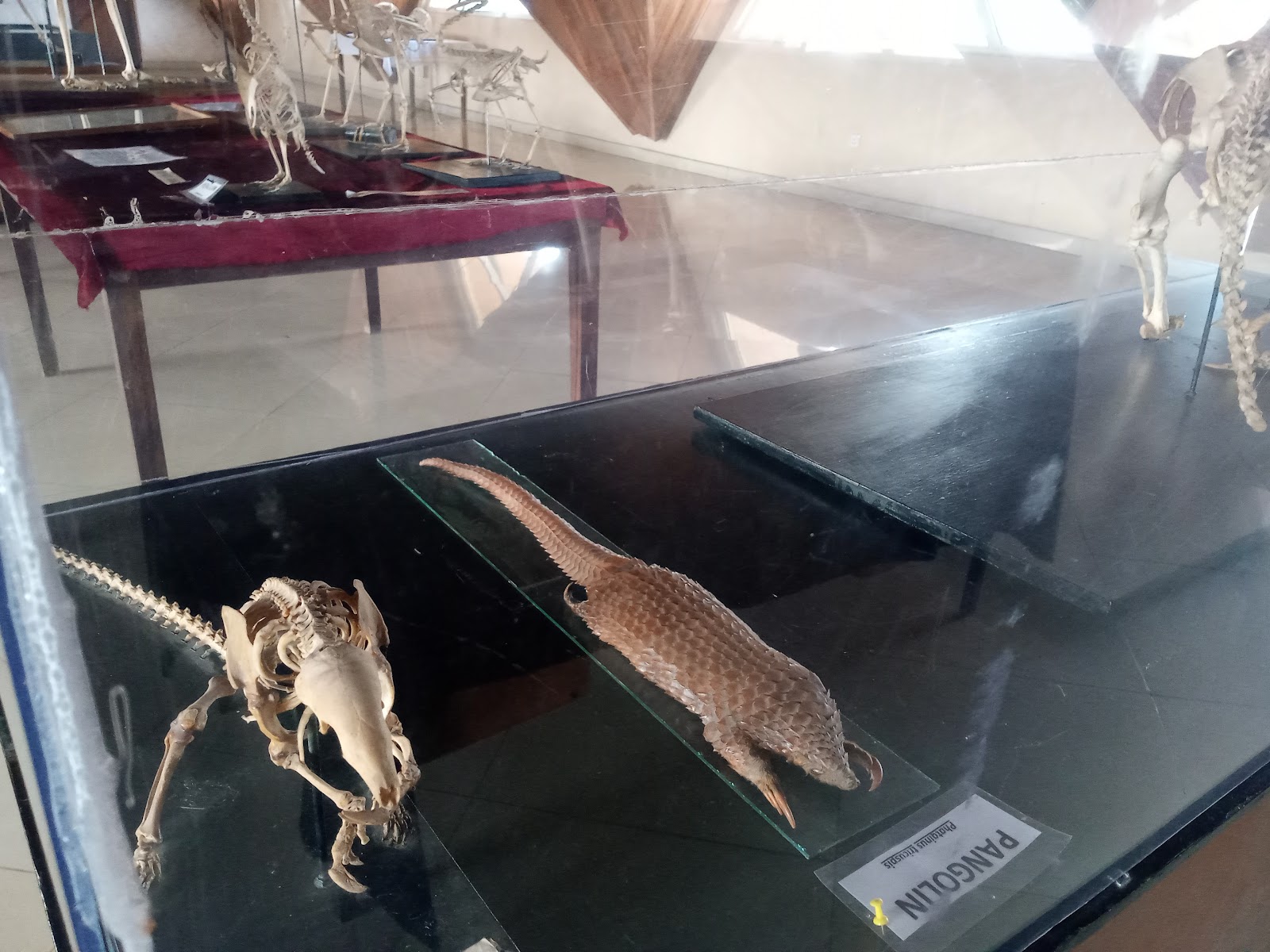 Musée Azandé — Oficiais