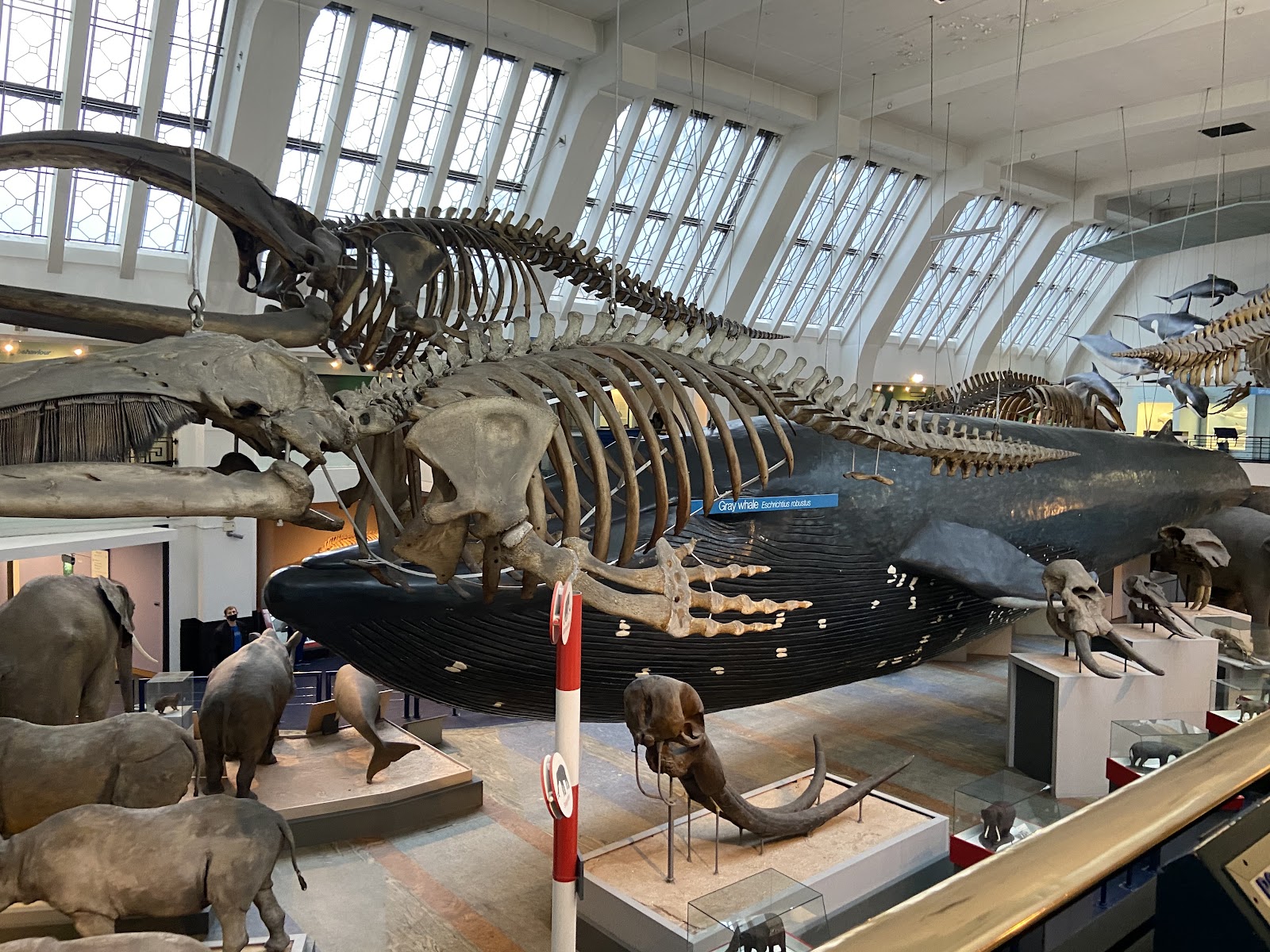 Museu de História Natural de Londres — Oficiais