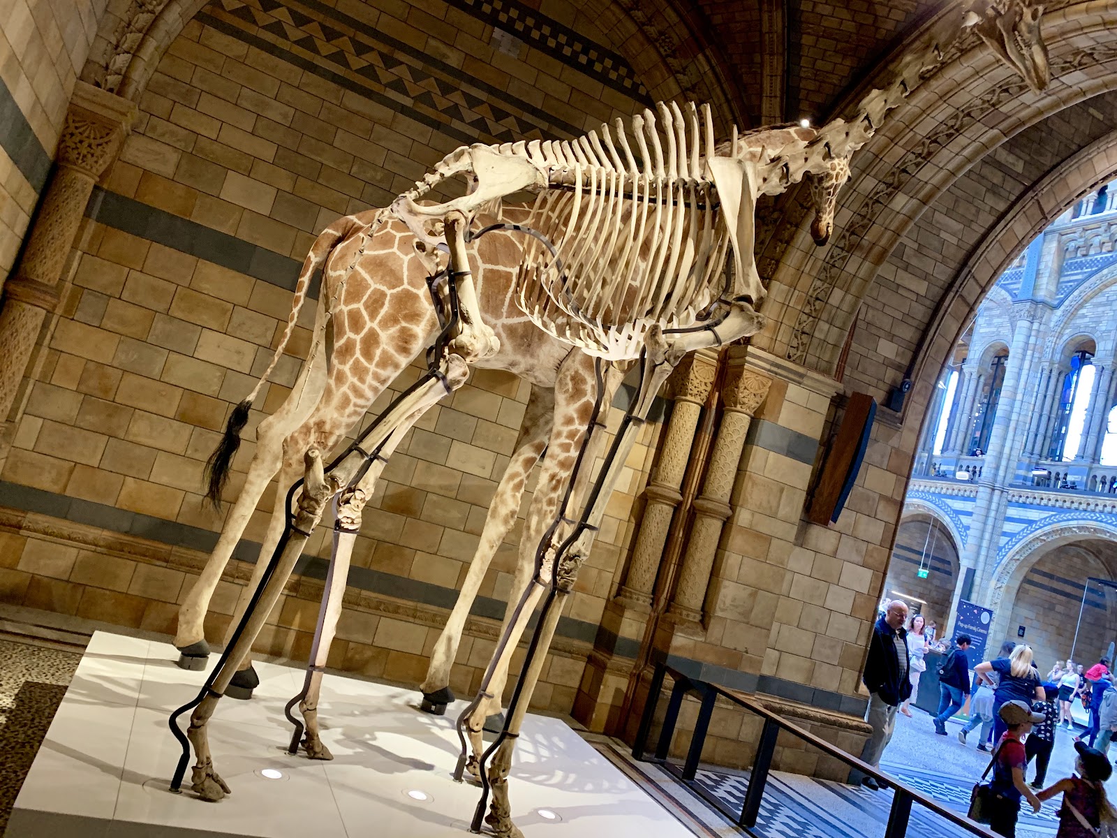 Museu de História Natural de Londres — Oficiais