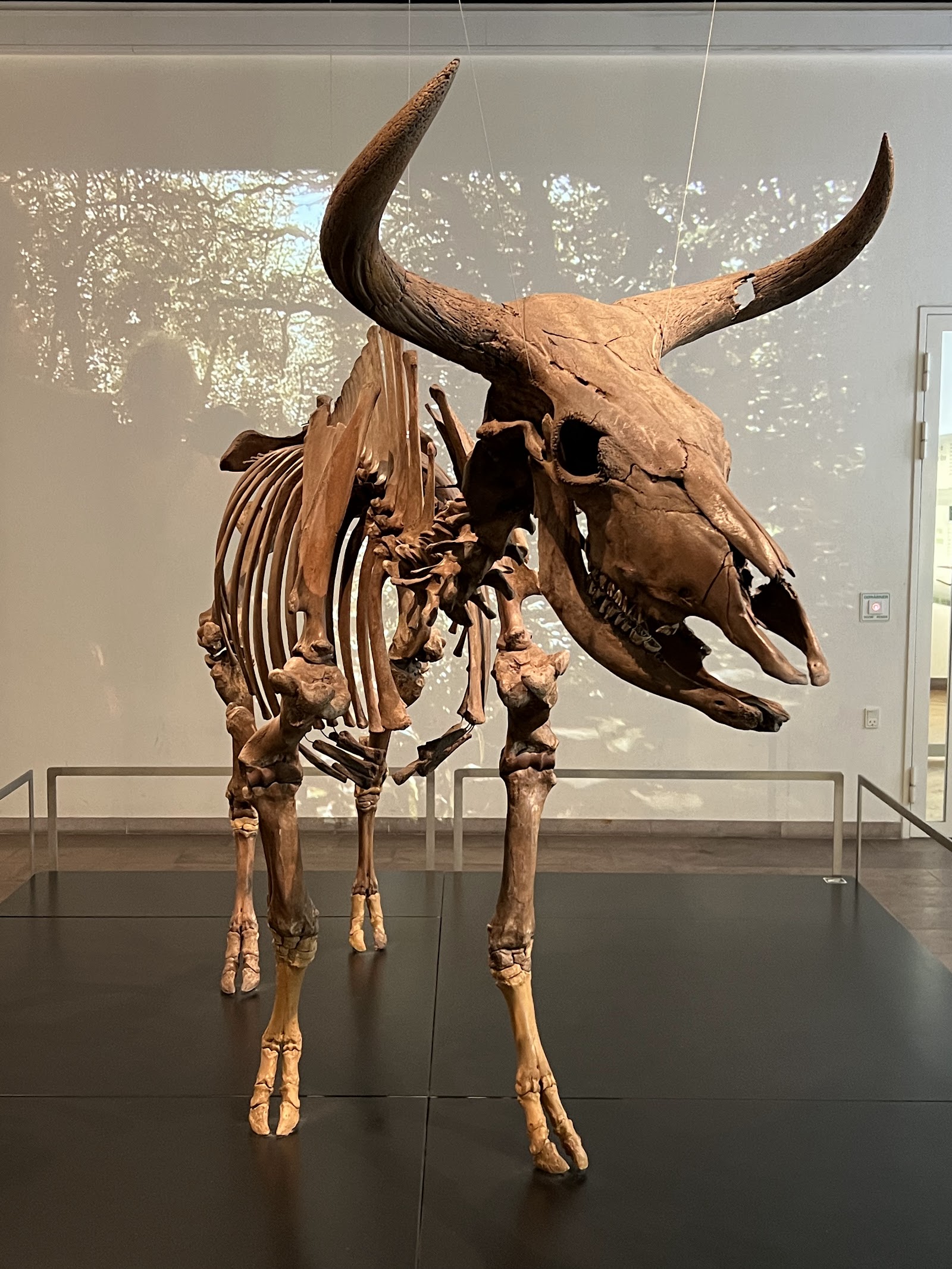 Museu Nacional da Dinamarca — Oficiais