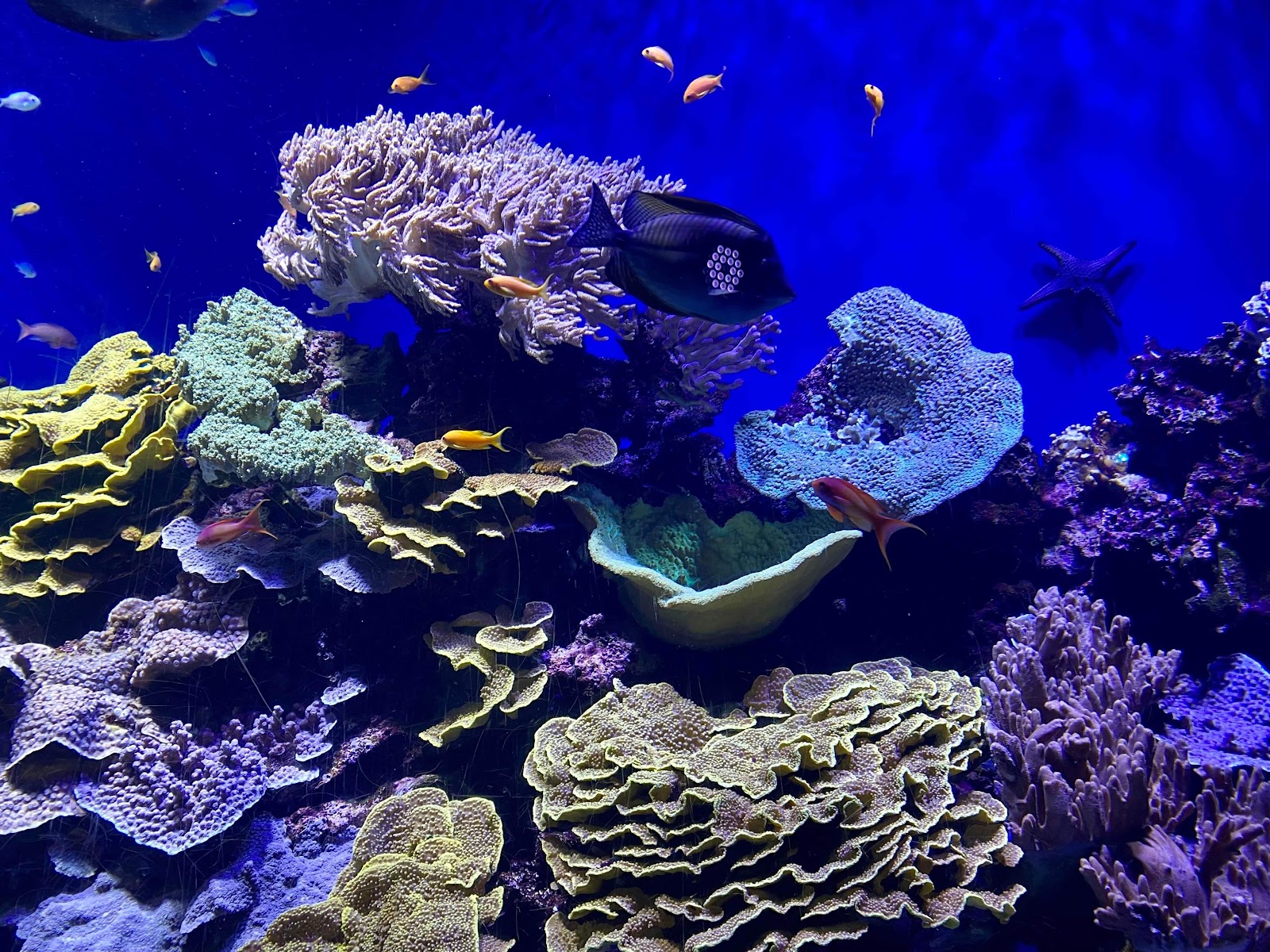 Museu Oceanográfico do Mónaco — Oficiais