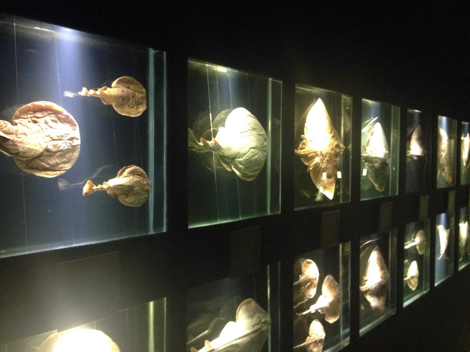 Museu Oceanográfico Univali