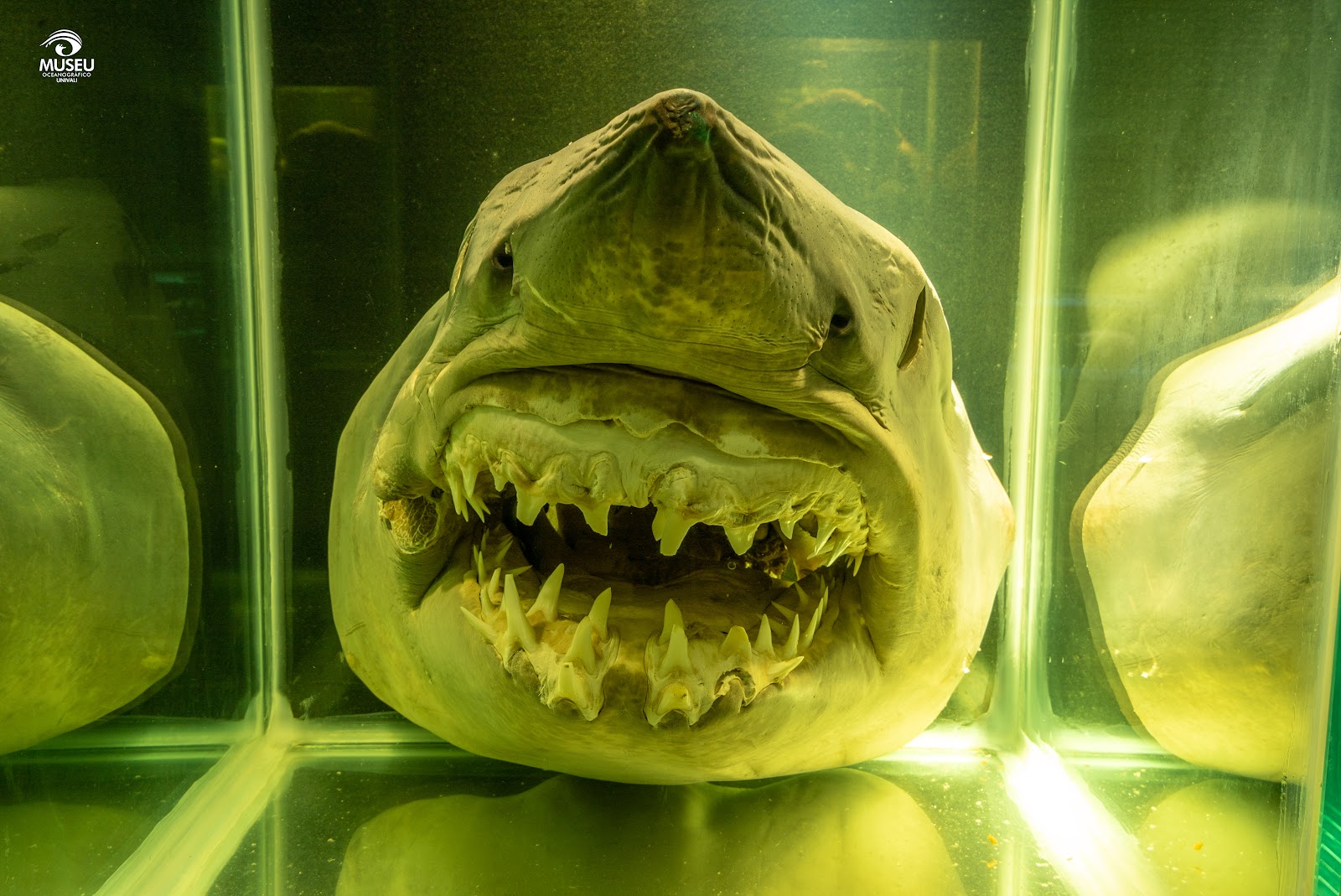 Museu Oceanográfico Univali — Oficiais