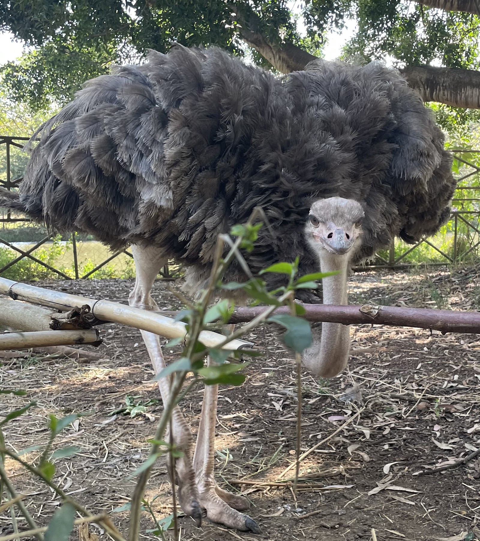 Nairobi Mamba Village — Oficiais