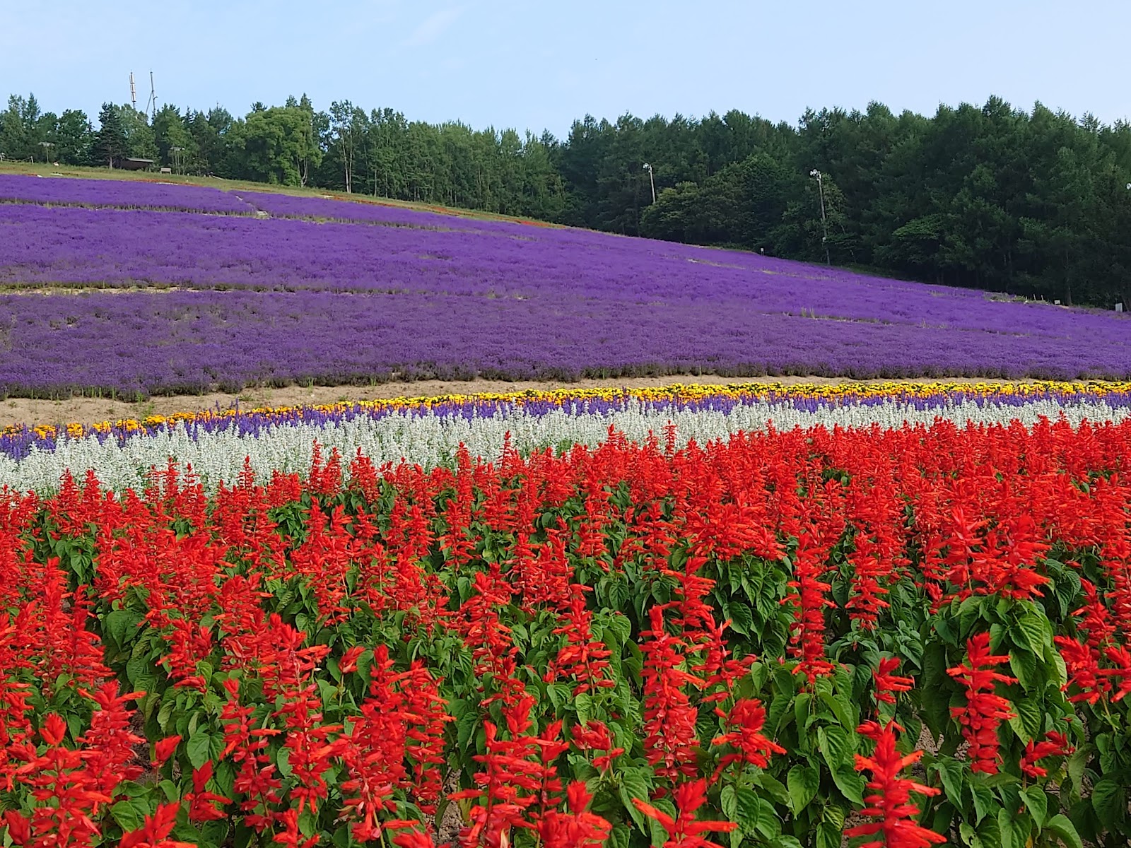 Nakafurano Hokuseiyama Lavender Fields — Oficiais