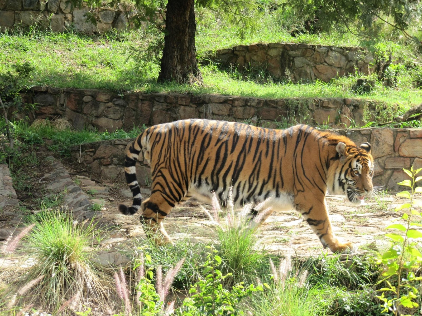 National Zoological Gardens - Tshwane — Oficiais