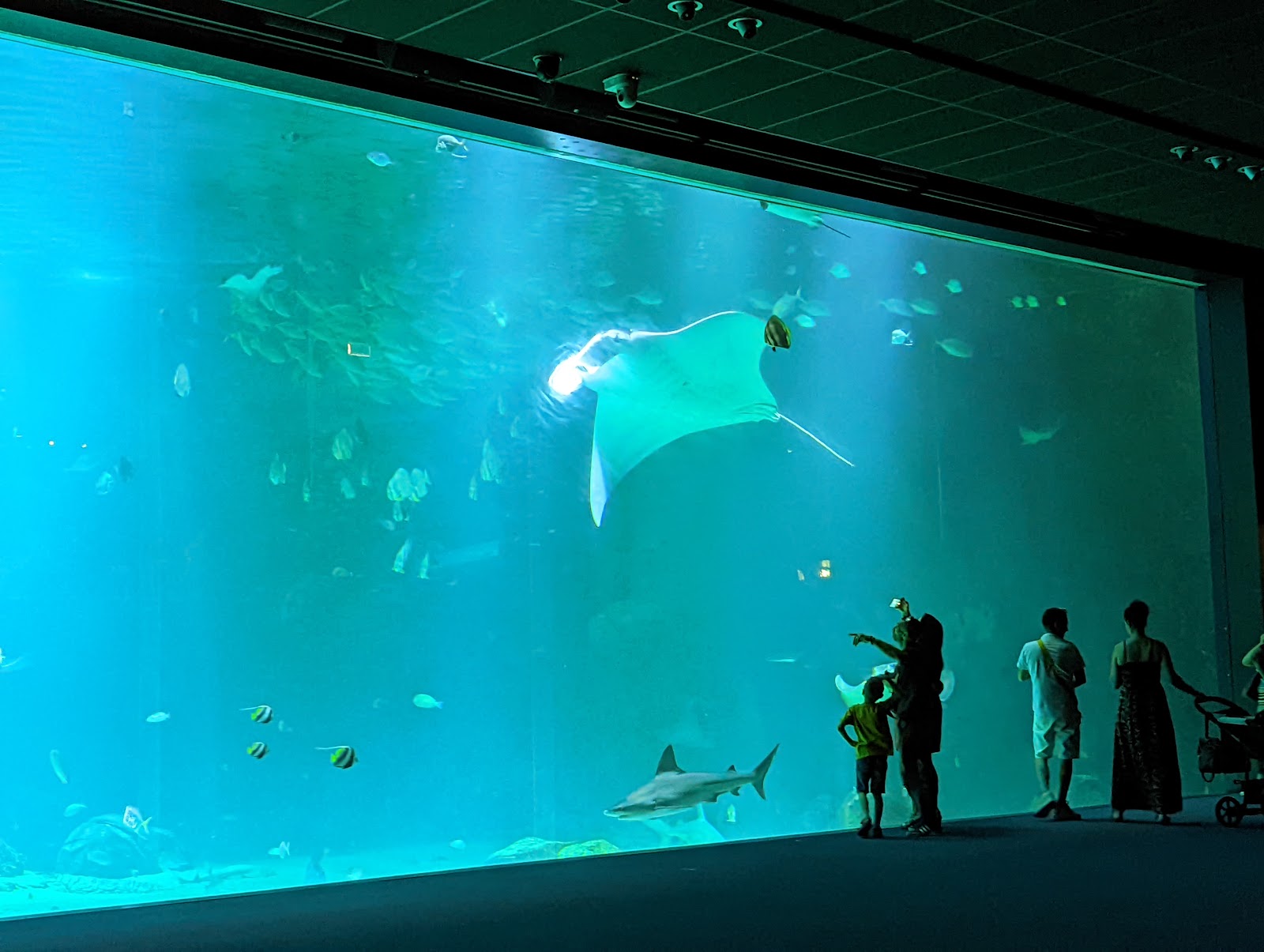 Nausicaá Centre National de la Mer — Oficiais