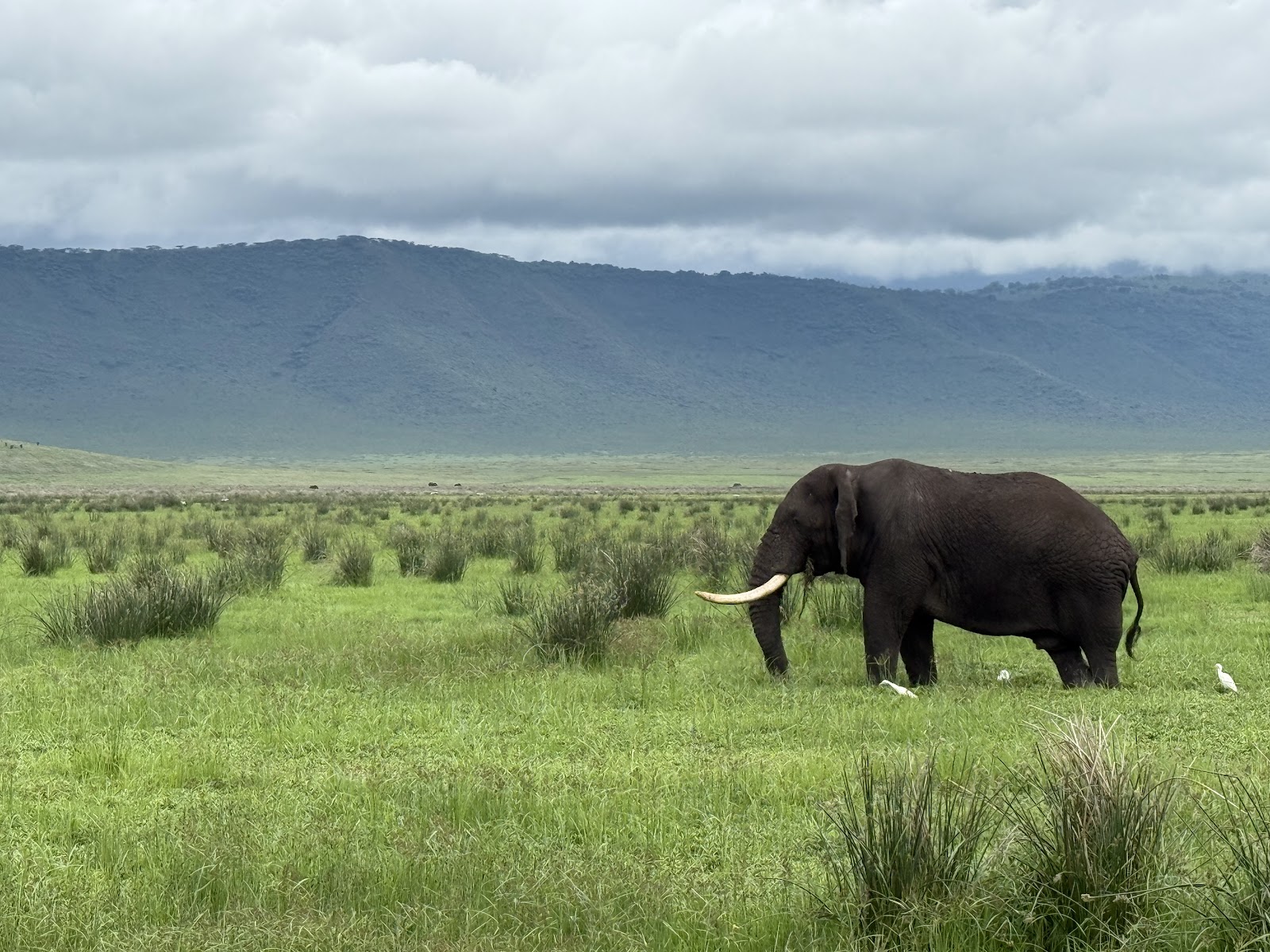 Ngorongoro Crater — Oficiais