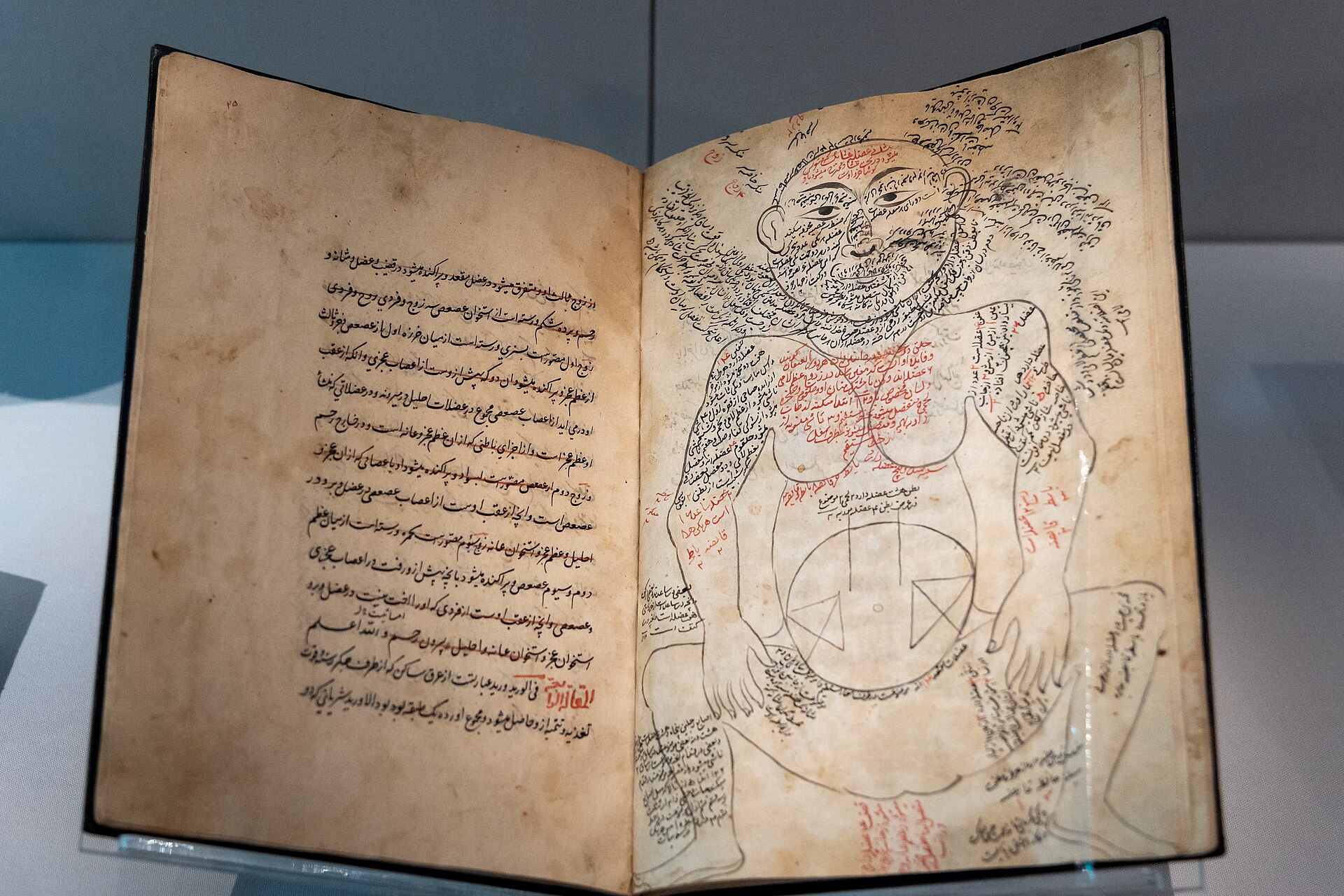 Anatomy of the Human Body