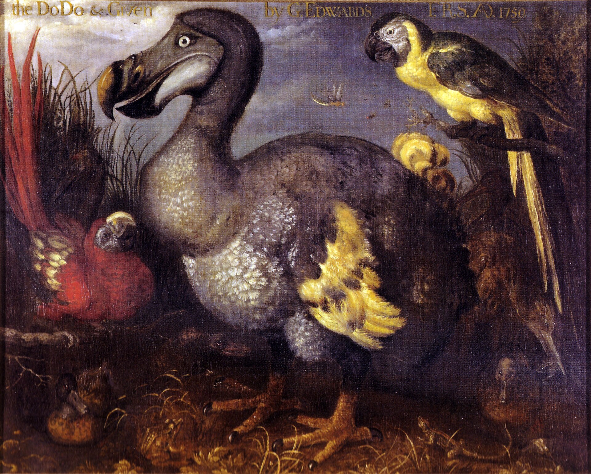 The Dodo