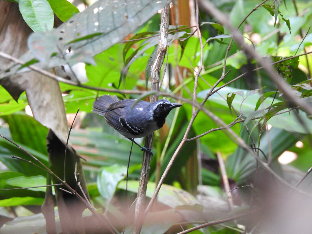 Observação de fauna amazônica — Oficiais