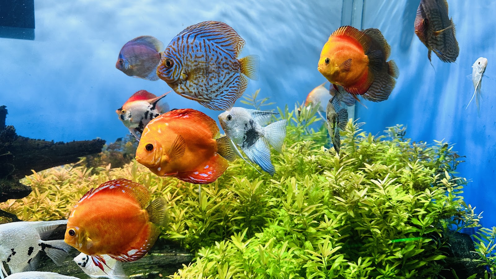 Oceanic Aquarium