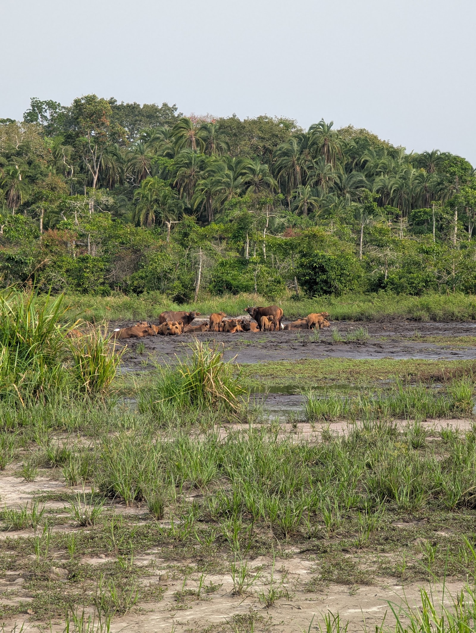 Odzala-Kokoua National Park — Oficiais