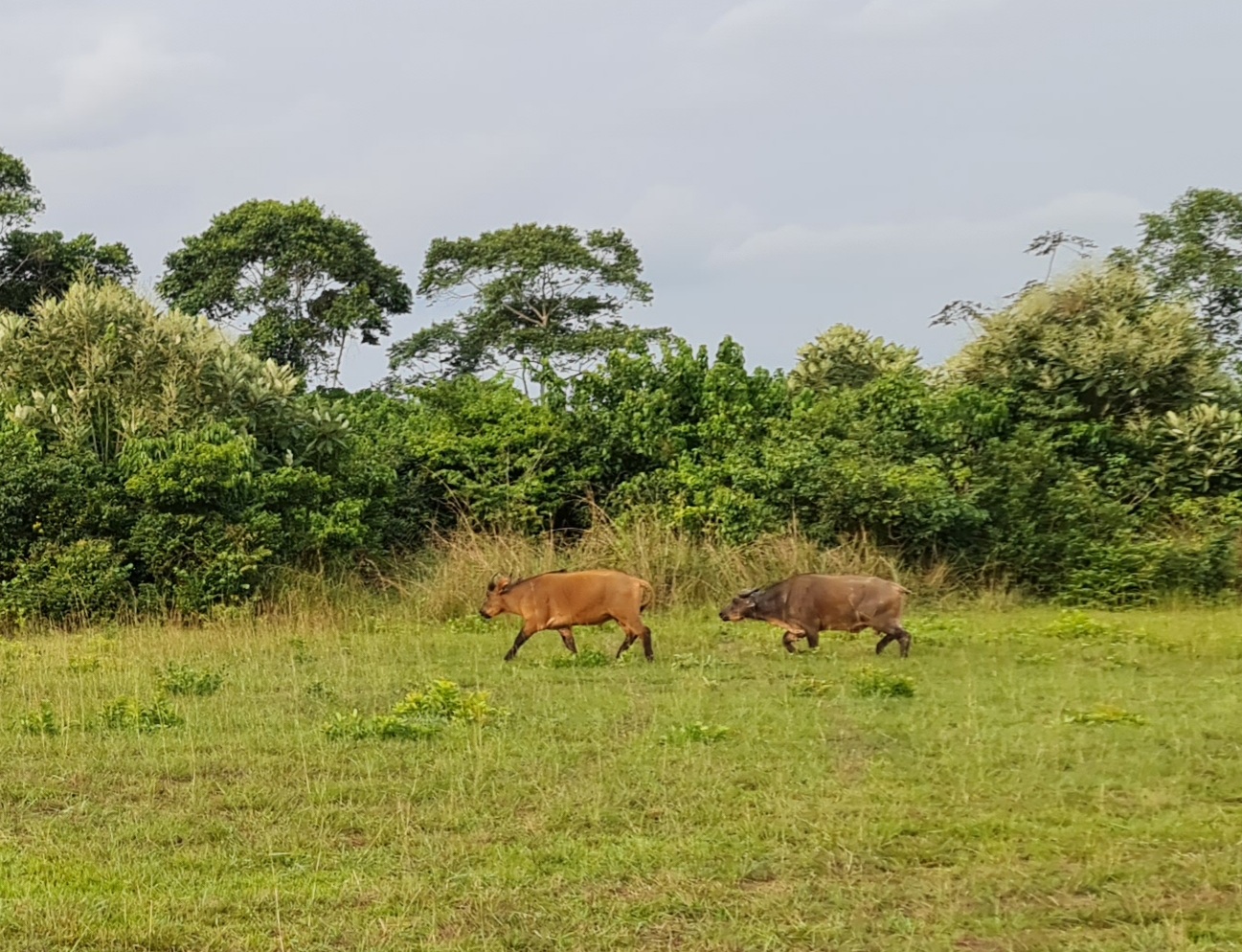 Odzala-Kokoua National Park — Oficiais
