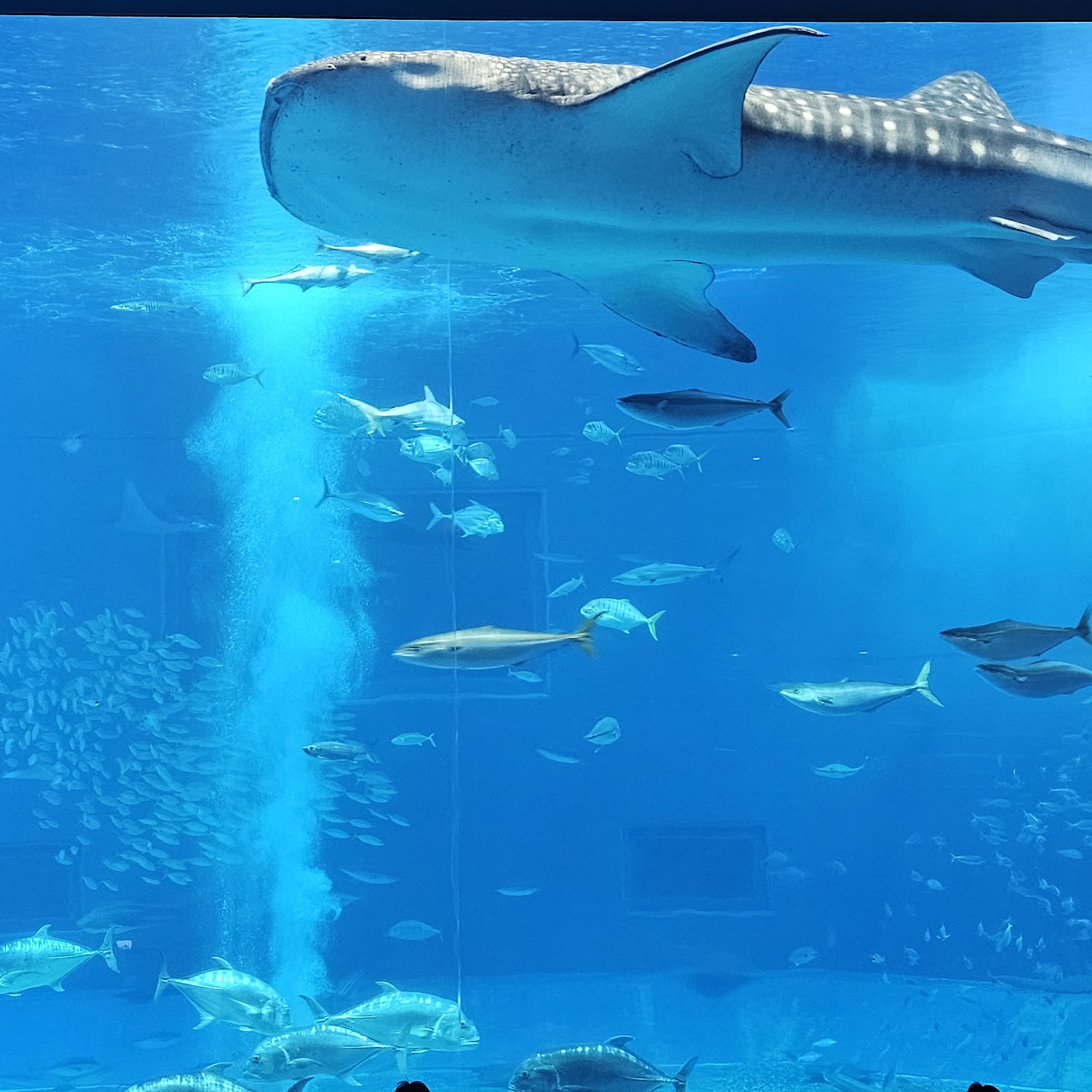 Okinawa Churaumi Aquarium — Oficiais
