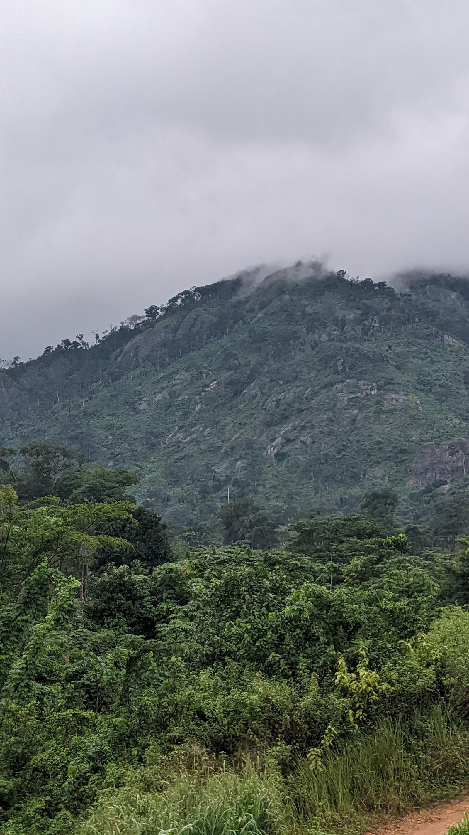 Okwango Forest