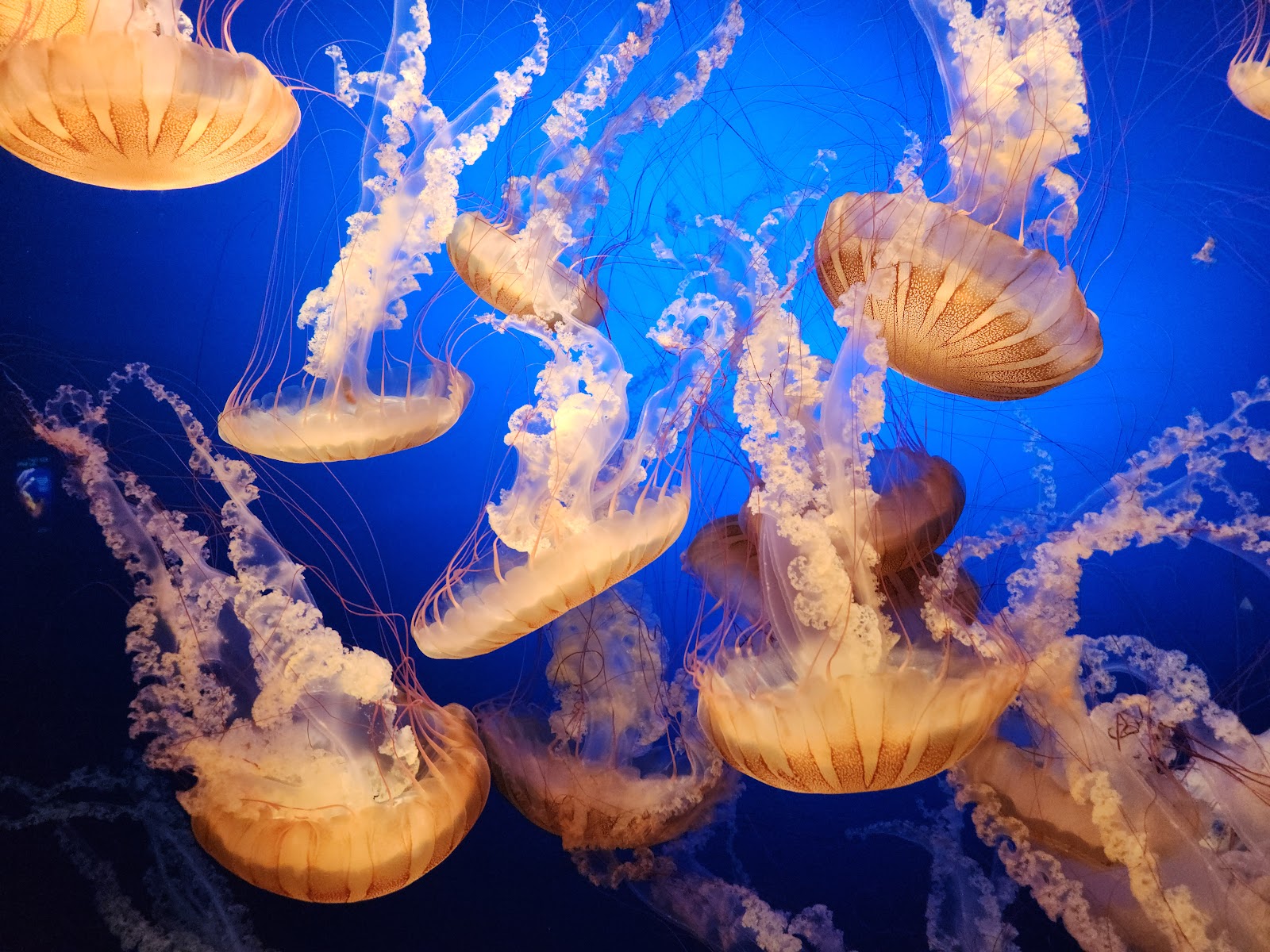 Omaha's Henry Doorly Zoo and Aquarium — Oficiais
