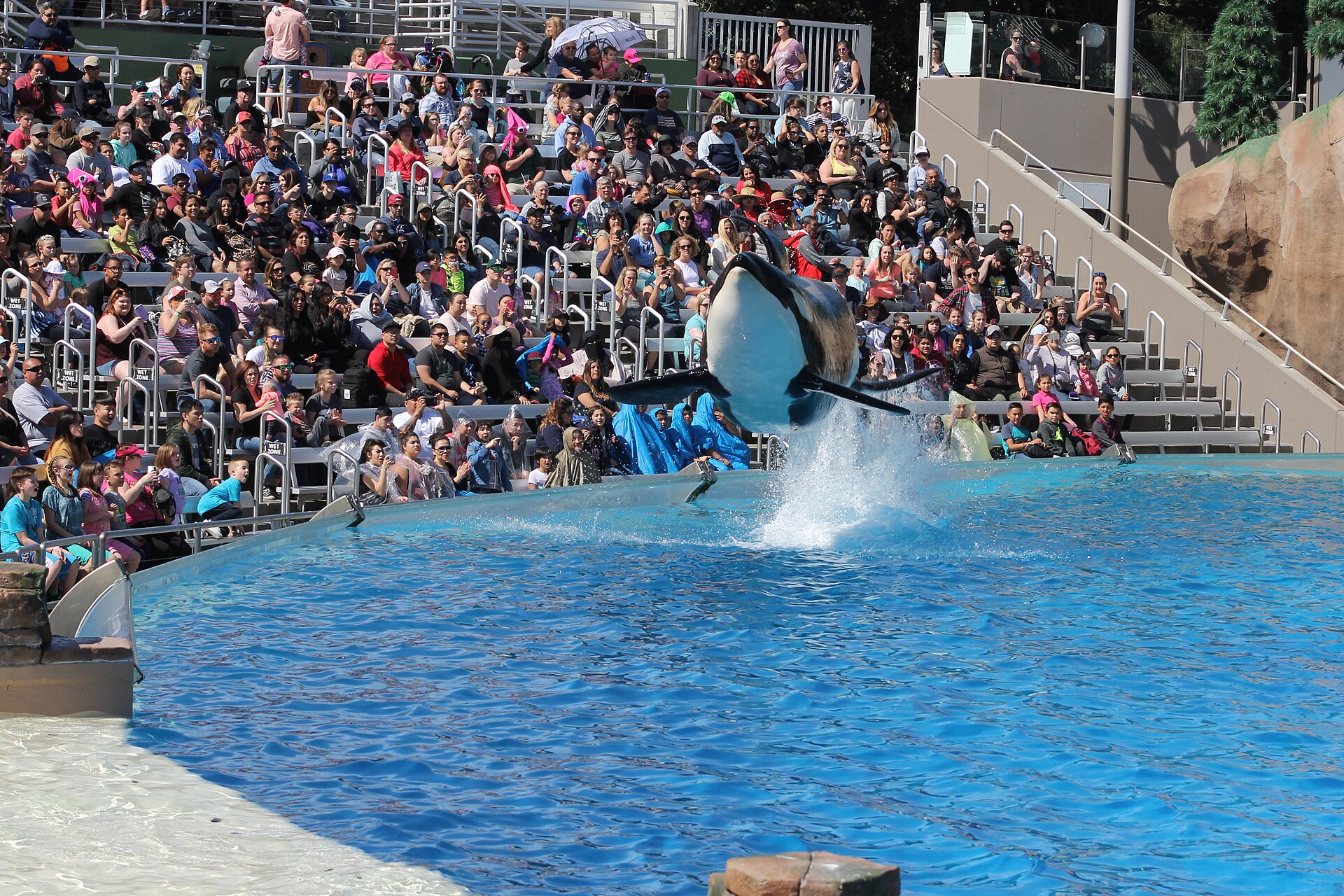 Orca Encounter
