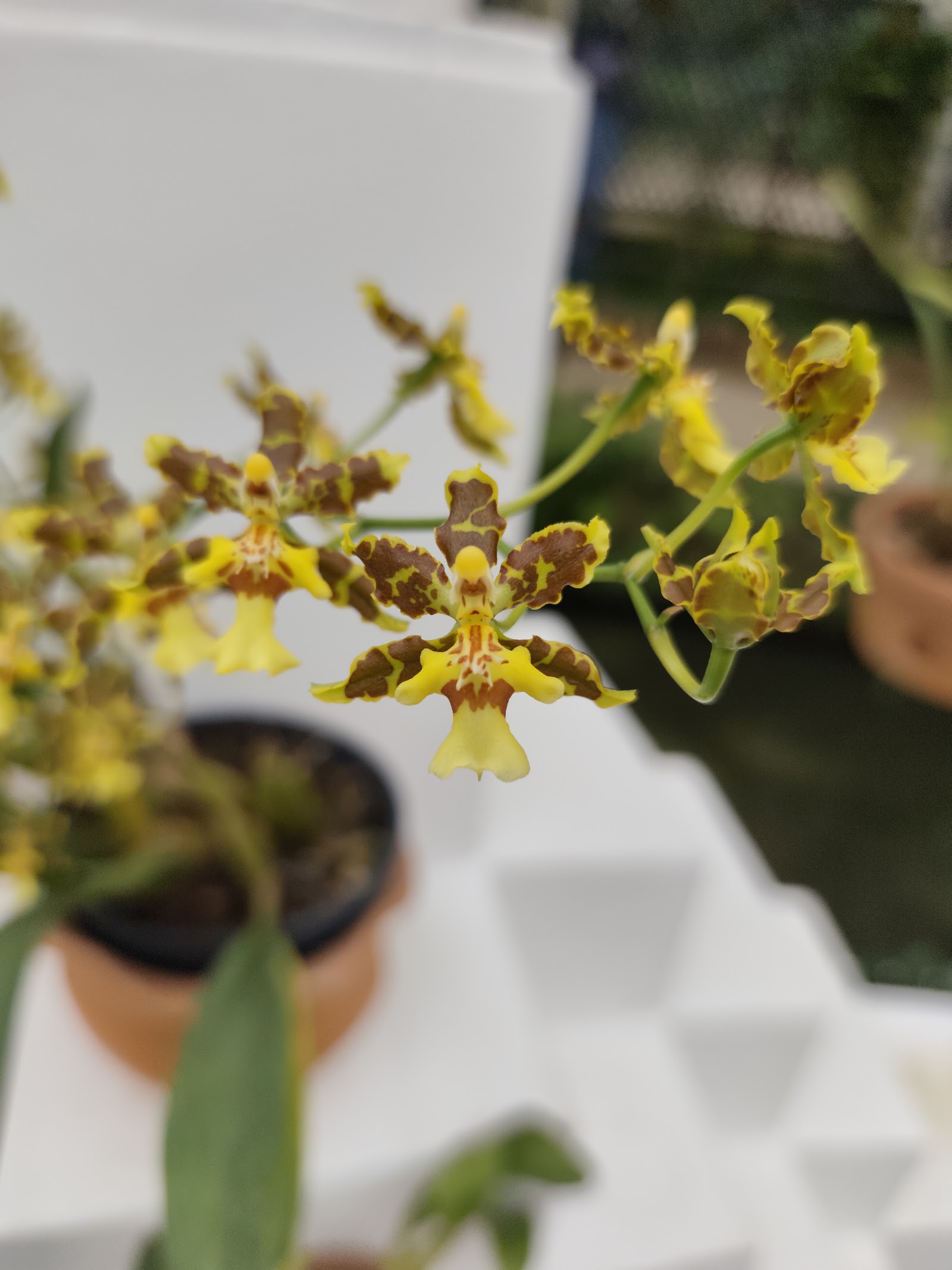 Orquidário — Oficiais