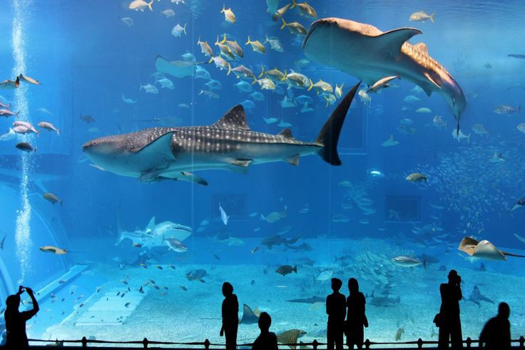 Osaka Aquarium Kaiyukan — Oficiais