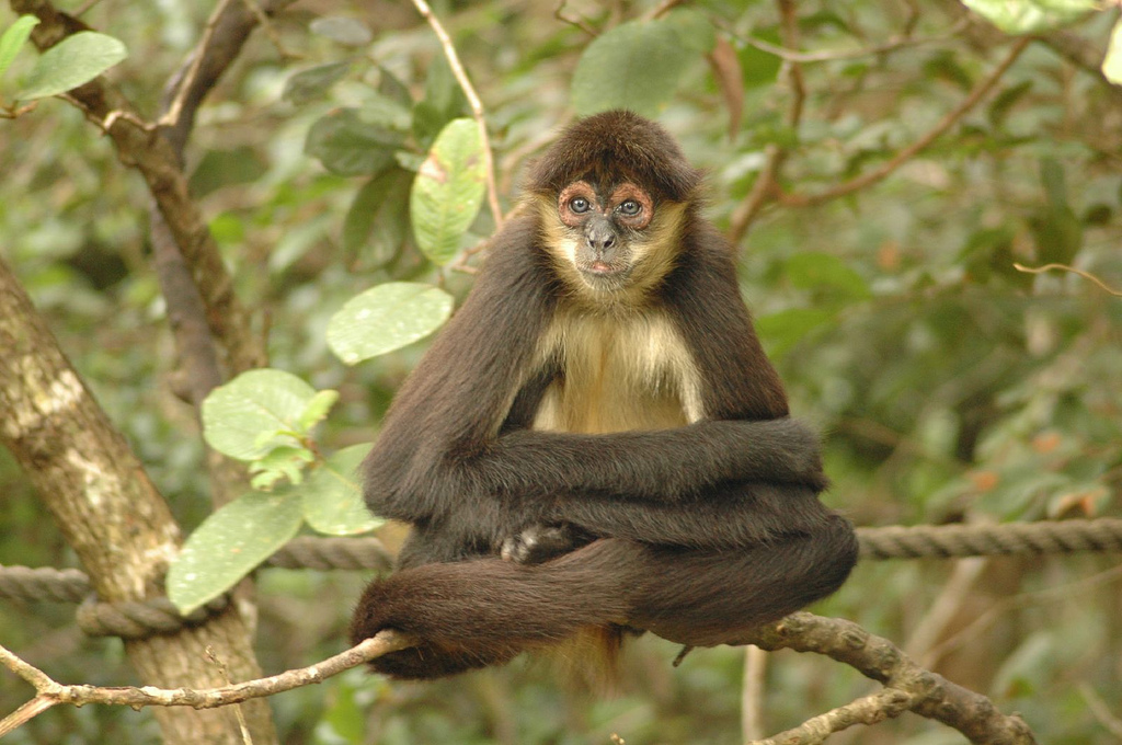 Belize Zoo