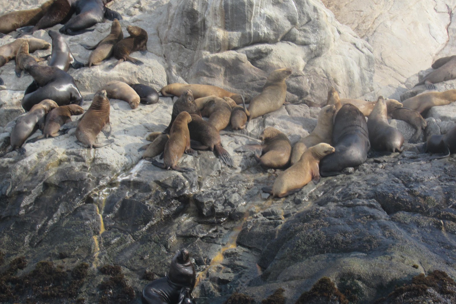 Palomino Islands — Oficiais
