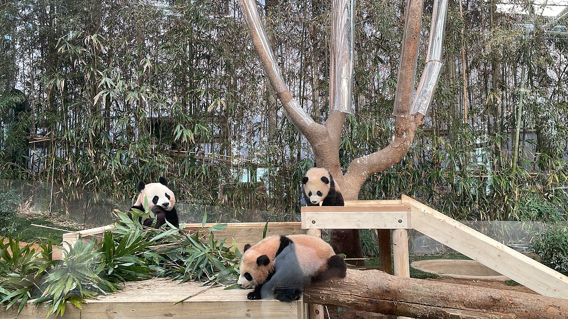 Panda World