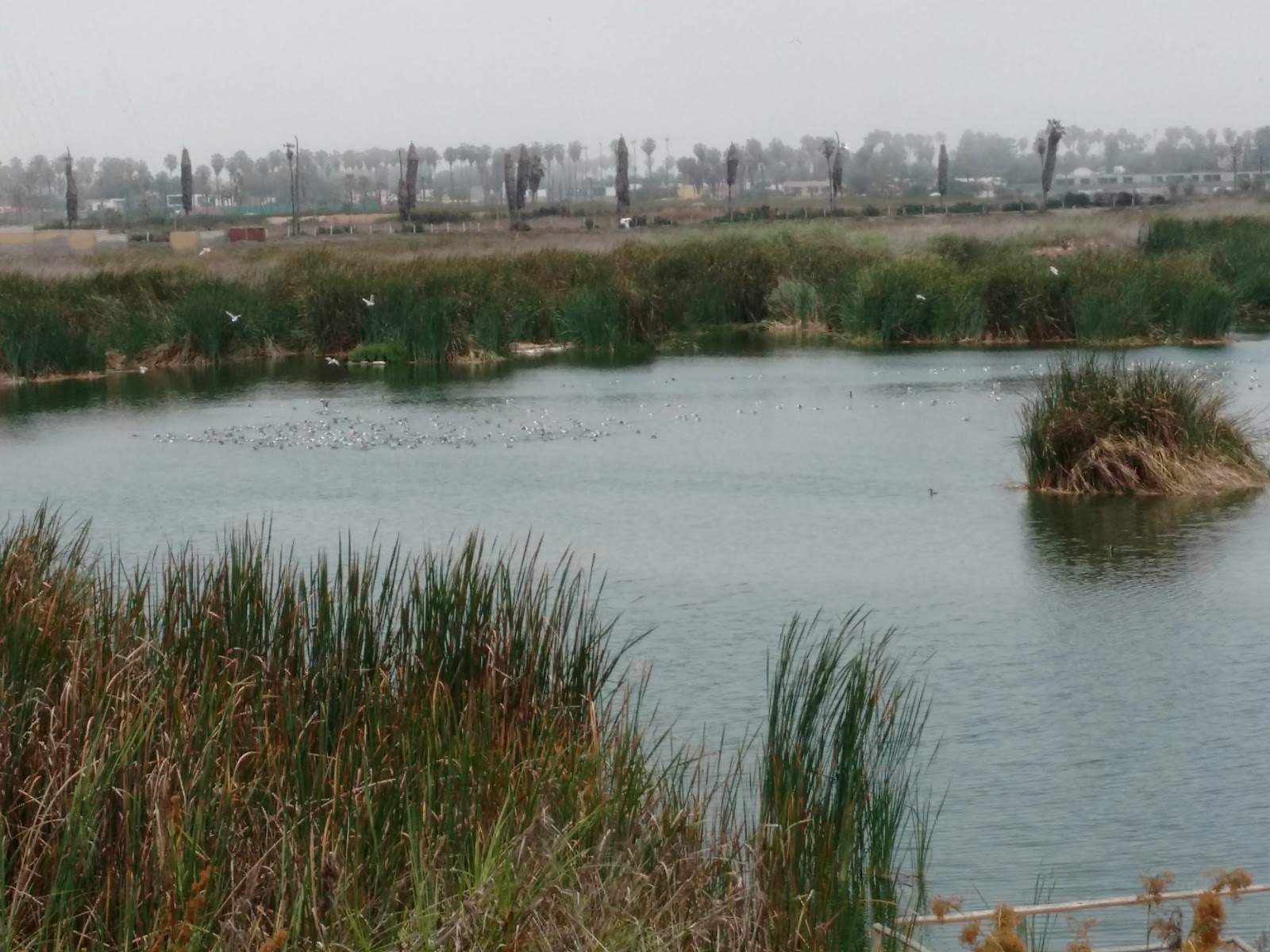 Pantanos de Villa Wildlife Refuge — Oficiais
