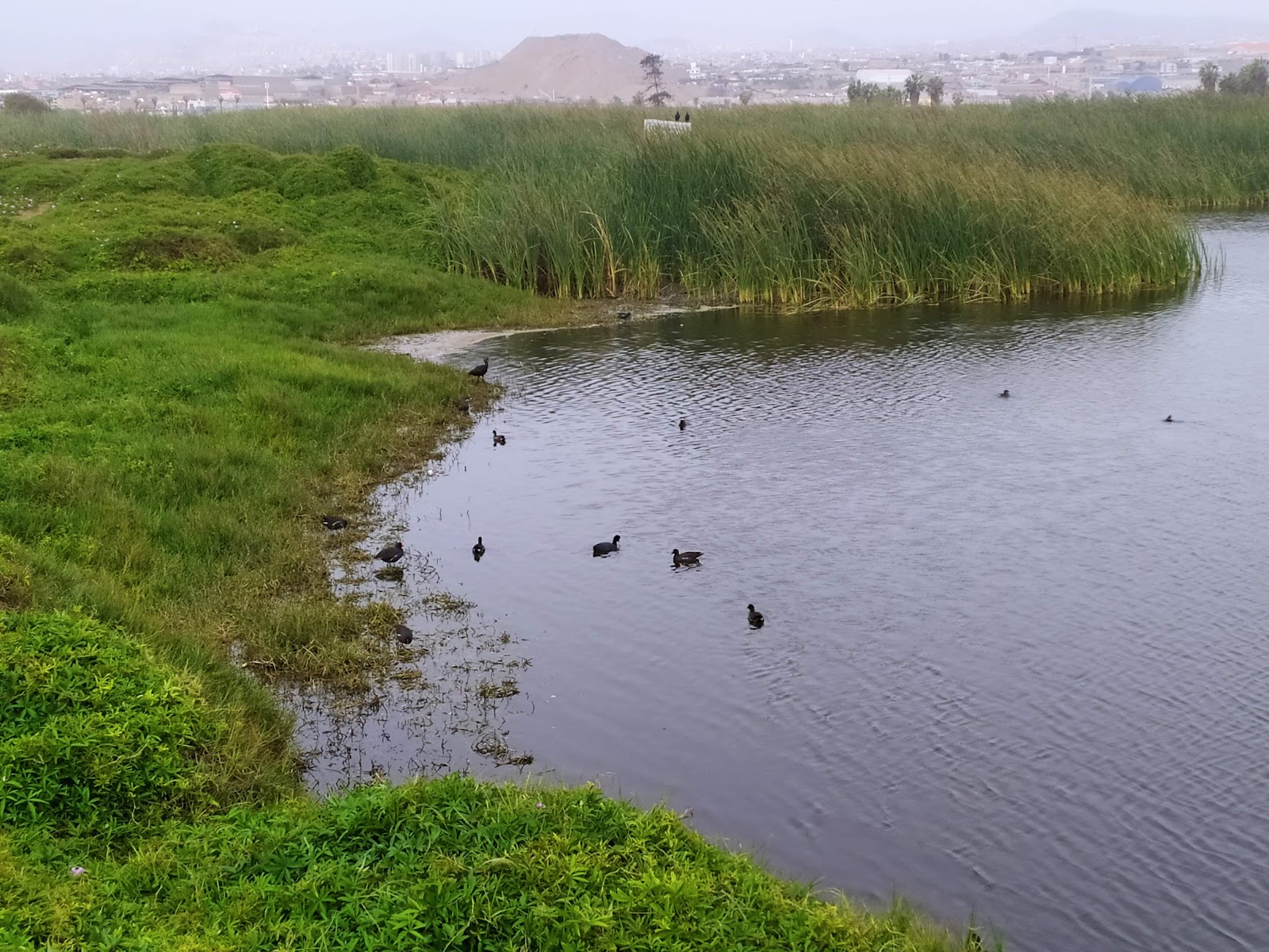 Pantanos de Villa Wildlife Refuge — Oficiais