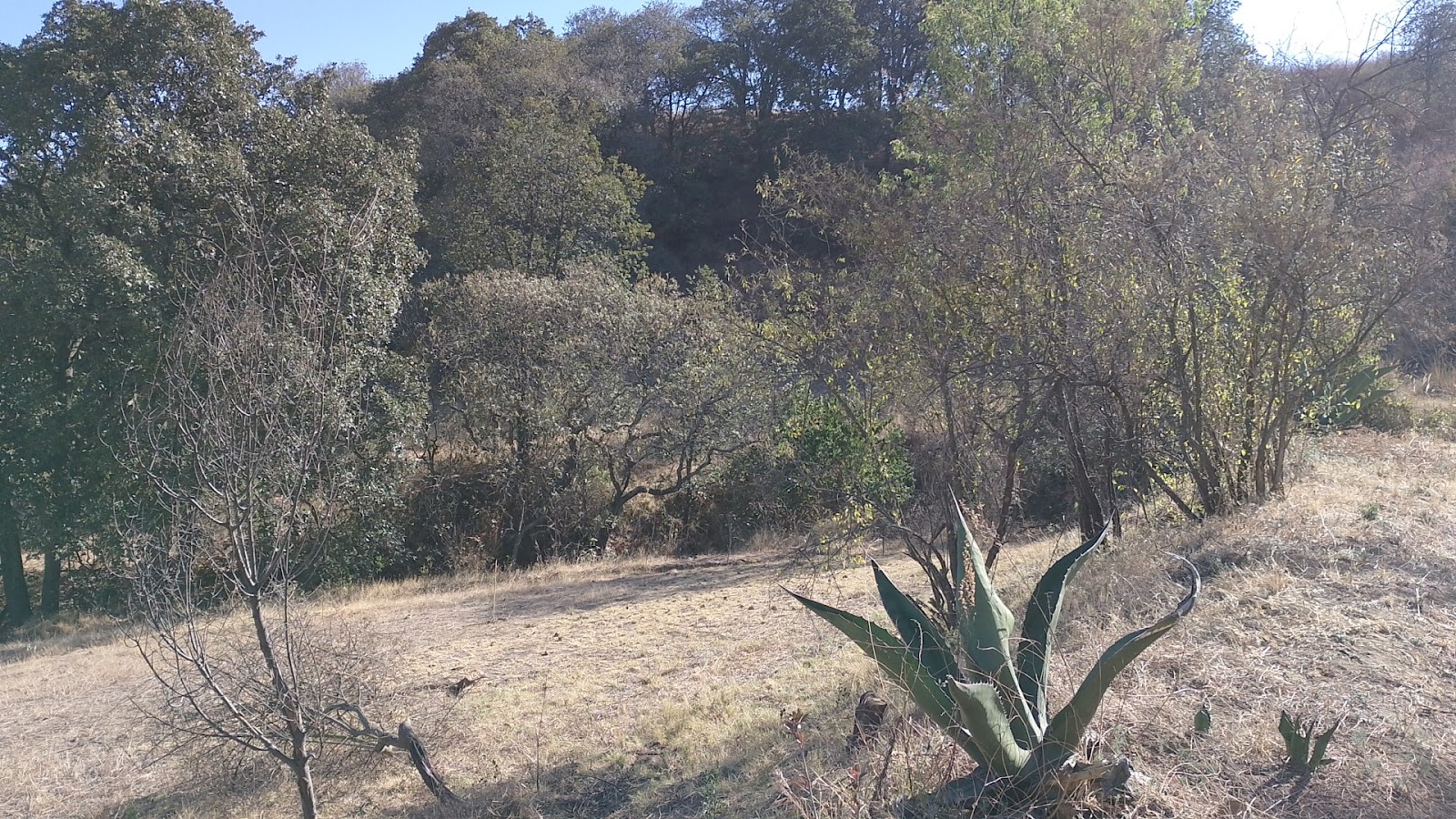 Paraje no. 5 — Oficiais
