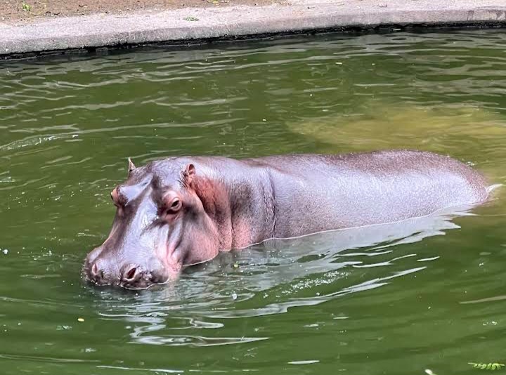 Parque Bosque dos Jequitibás — Oficiais