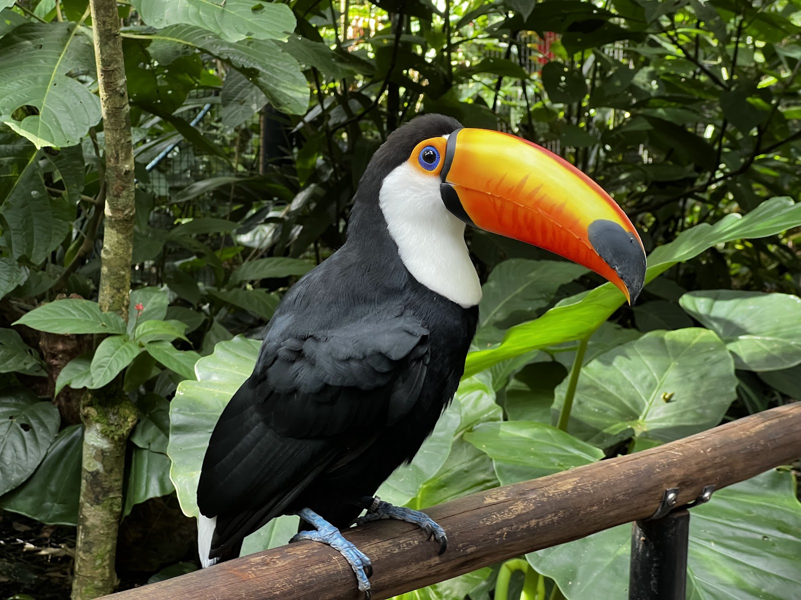 Parque das Aves — Oficiais